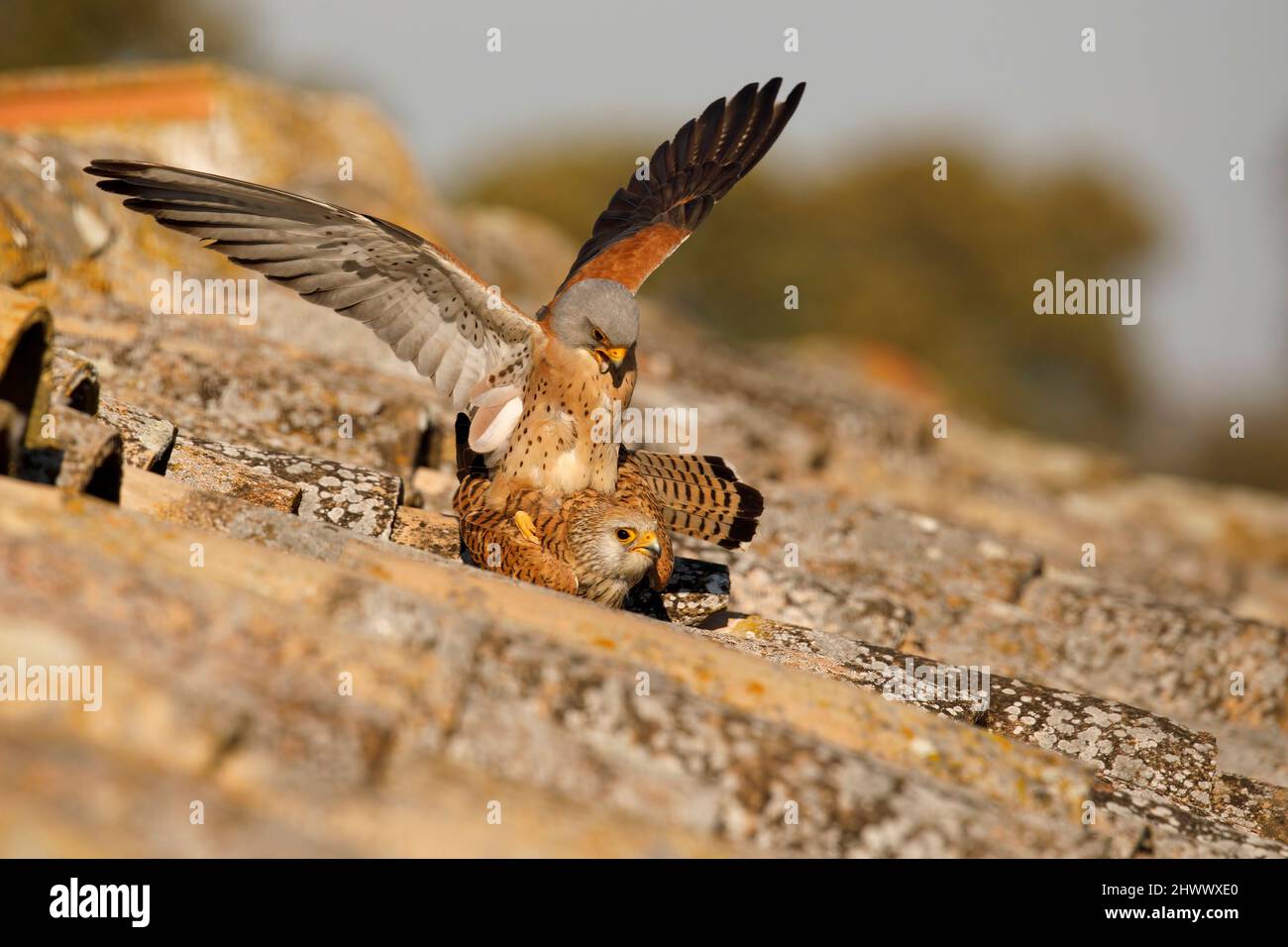 Kleiner Turmfalke Stockfoto