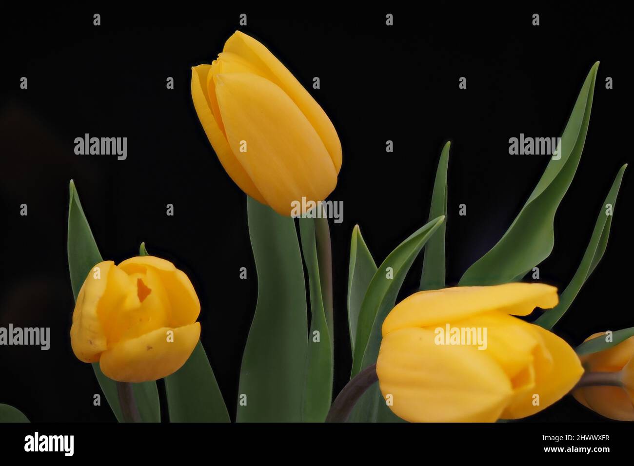 Gelbe Tulpen auf schwarzem Hintergrund. Bouquet von gelben Blumen. März 8. Gelb auf Schwarz. Stockfoto