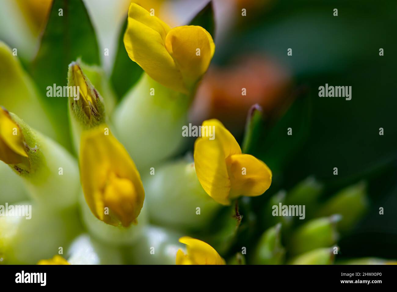 Anthyllis vulneraria ssp. Alpestris Blume wächst in Bergen, Makro Stockfoto