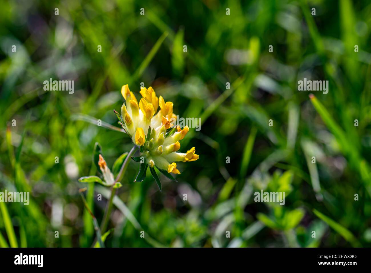 Anthyllis vulneraria ssp. Alpestris blüht in Bergen, aus der Nähe Stockfoto