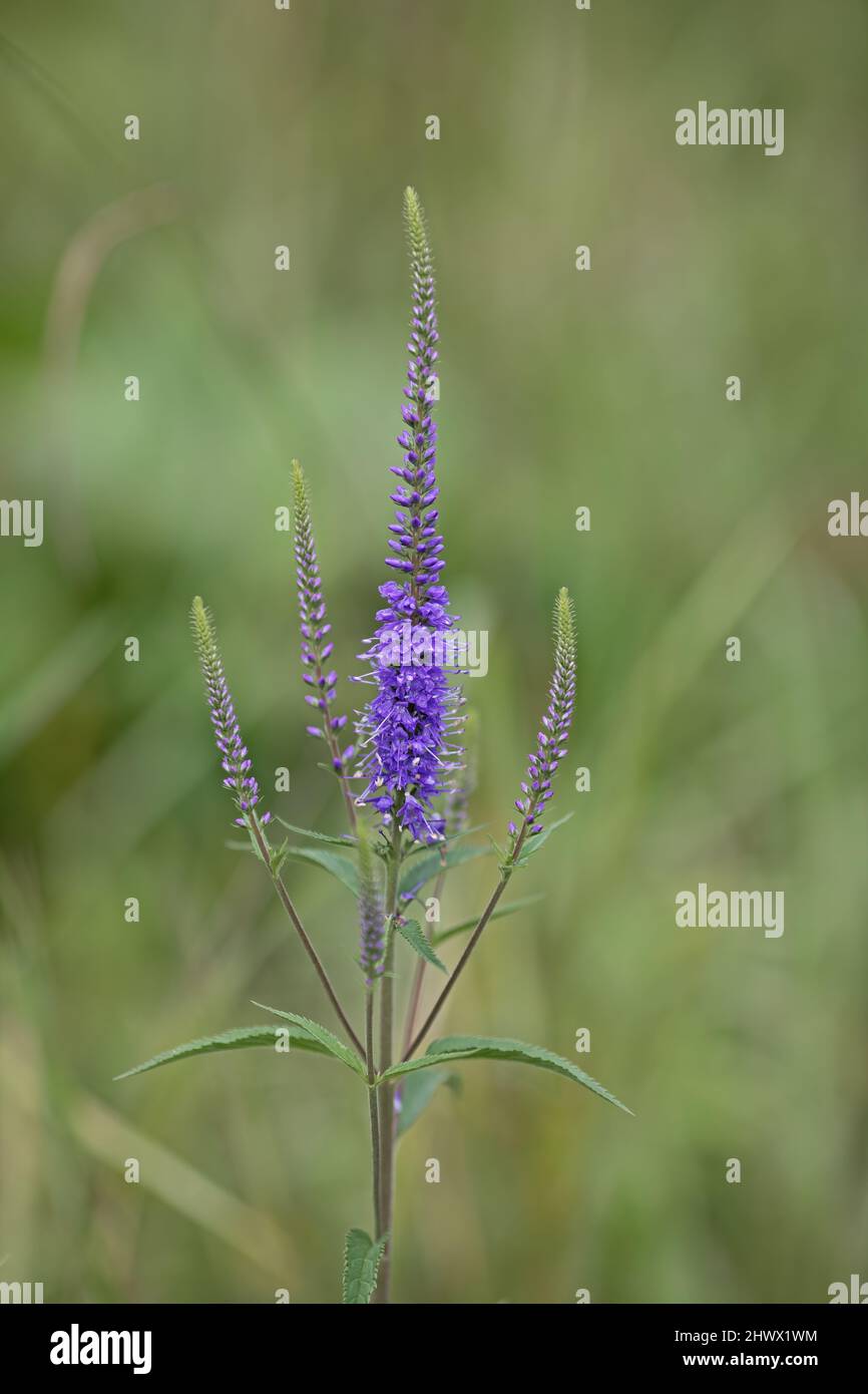 Makro eines Longleaf-Speedwell vor verschwommenem grünen Hintergrund Stockfoto