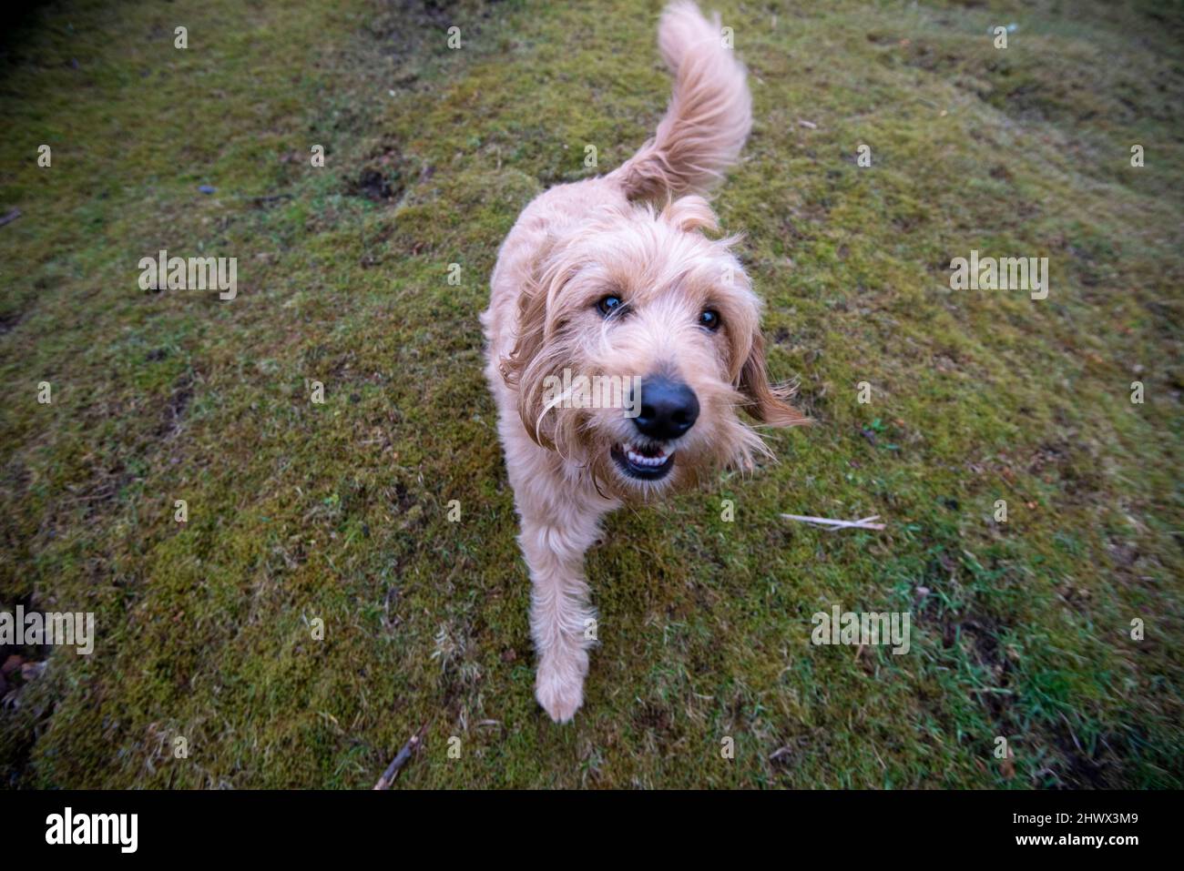 Hund, Mini Golddoodle Stockfoto