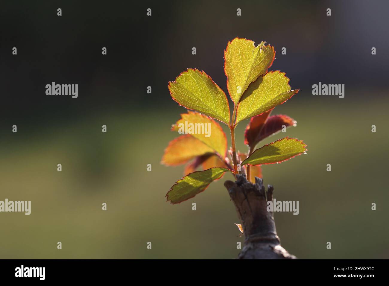 Rosenblätter schießen im Frühjahr. Makroaufnahme von frischen jungen Rosenblättern, die auf einem Stiel mit Hintergrundbeleuchtung bei Sonnenuntergang sprießen Stockfoto