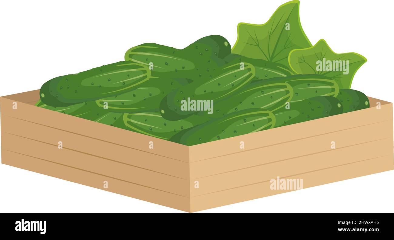 Holzkiste mit grüner Gurke. Leckeres gesundes Gemüse, frische Lebensmittel für die Salatzubereitung, Ernte. Vektorgrafik flach Stock Vektor
