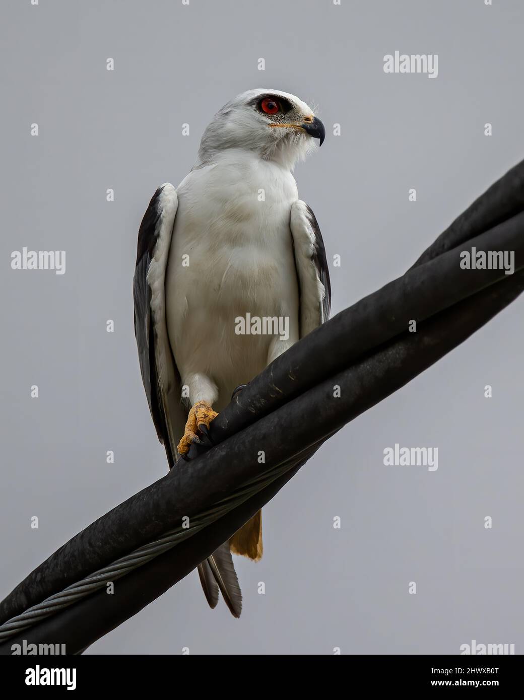 Black-winged Kite auch bekannt als Black-Shoulder Drachenadler sitzt auf einem Kabel. Stockfoto