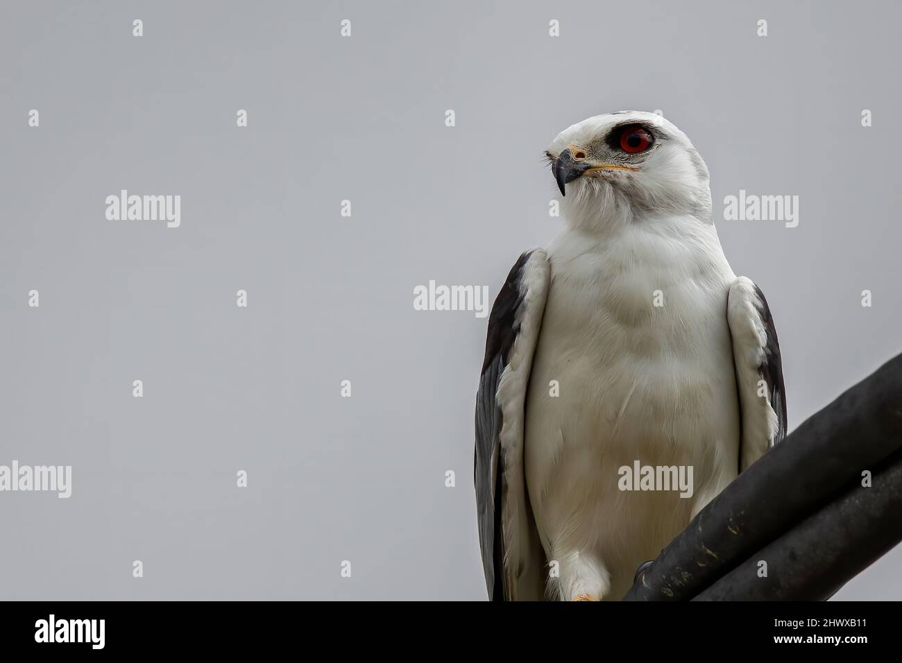 Black-winged Kite auch bekannt als Black-Shoulder Drachenadler sitzt auf einem Kabel. Stockfoto