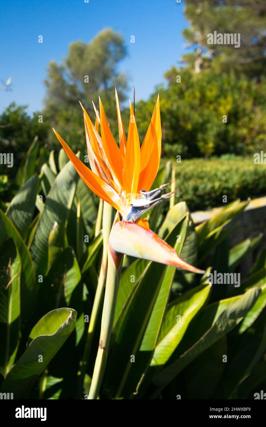 Strelitzia, der Paradiesvogelblüte in Südfrankreich Stockfoto