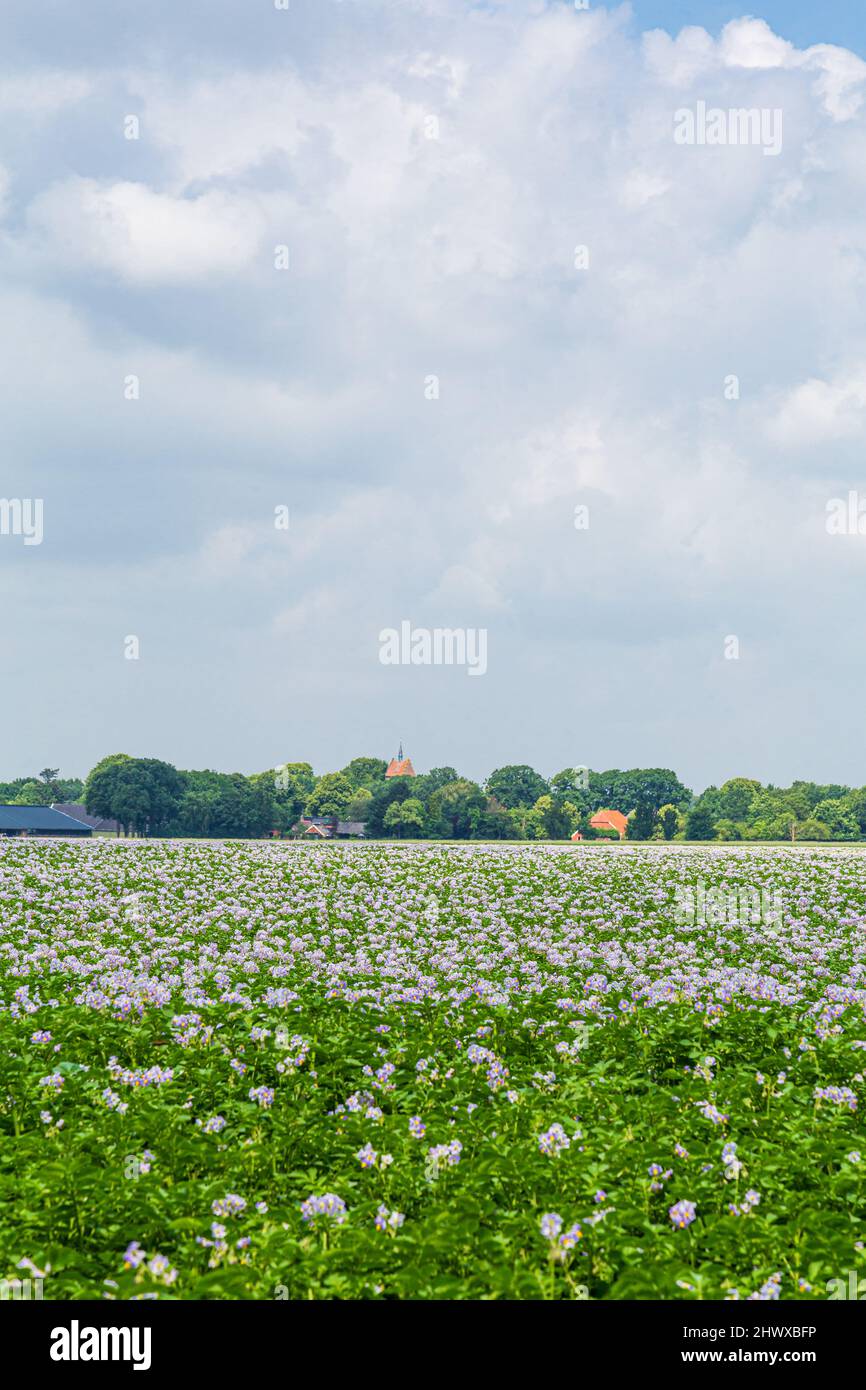 Landschaft mit blühenden Kartoffeln und Bauernhöfen und bewölkten Himmel im Hintergrund Stockfoto