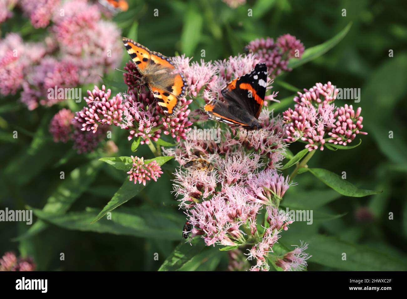 Eupatorium cannabinum Stockfoto