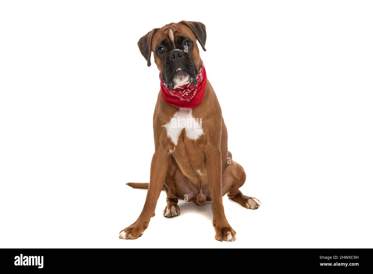 Netter Boxerhund, der zeigt, wie gefährlich er ist, mit ausgefahrenem Zahn und einem roten Bandana am Hals auf weißem Hintergrund Stockfoto