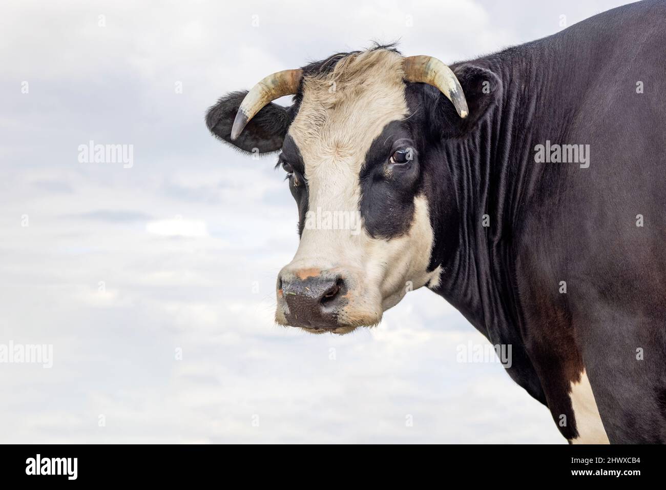 Kuhkopf eines Blaarkops, schwarz und weiß und einem blau bewölkten, bewölkten Himmel Hintergrund. Stockfoto