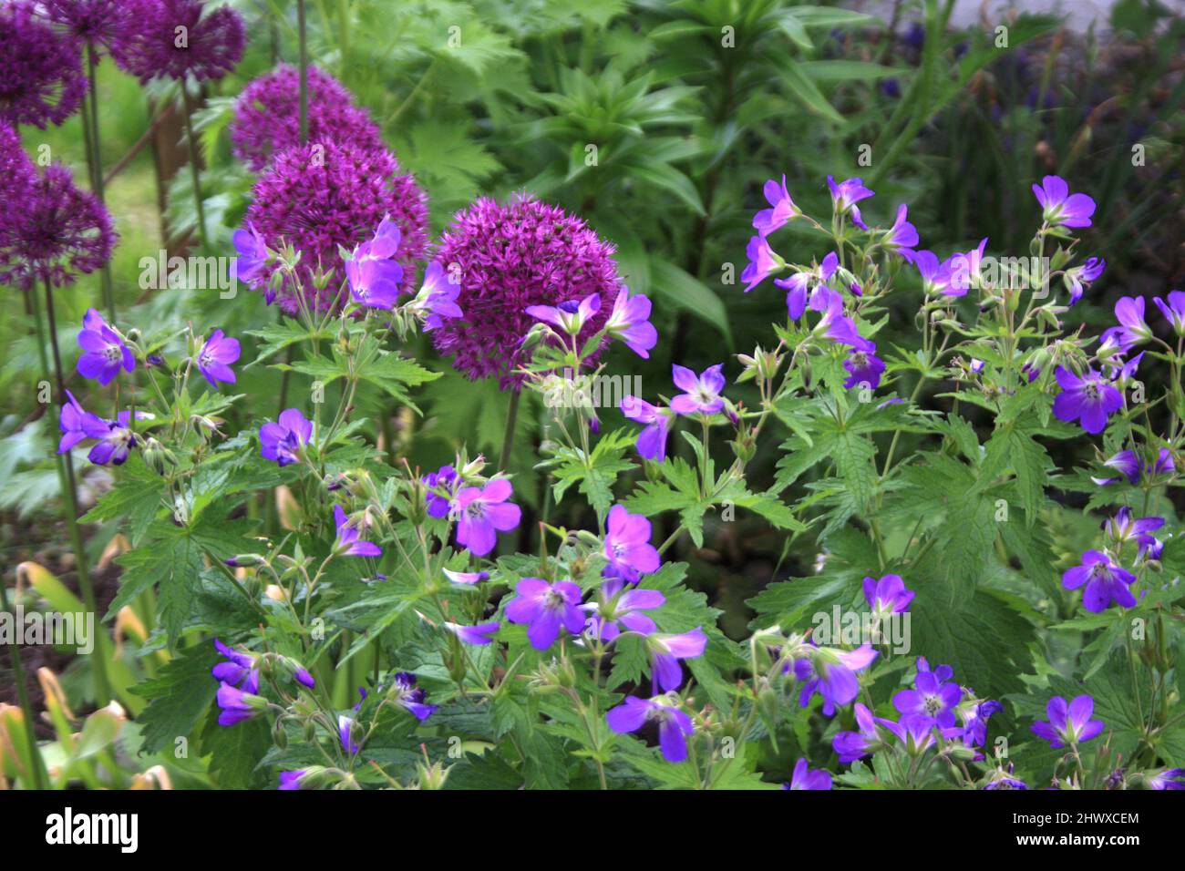 Geranium sylvaticum „Amy Doncaster“ und Allium „Purple Sensation“ Stockfoto