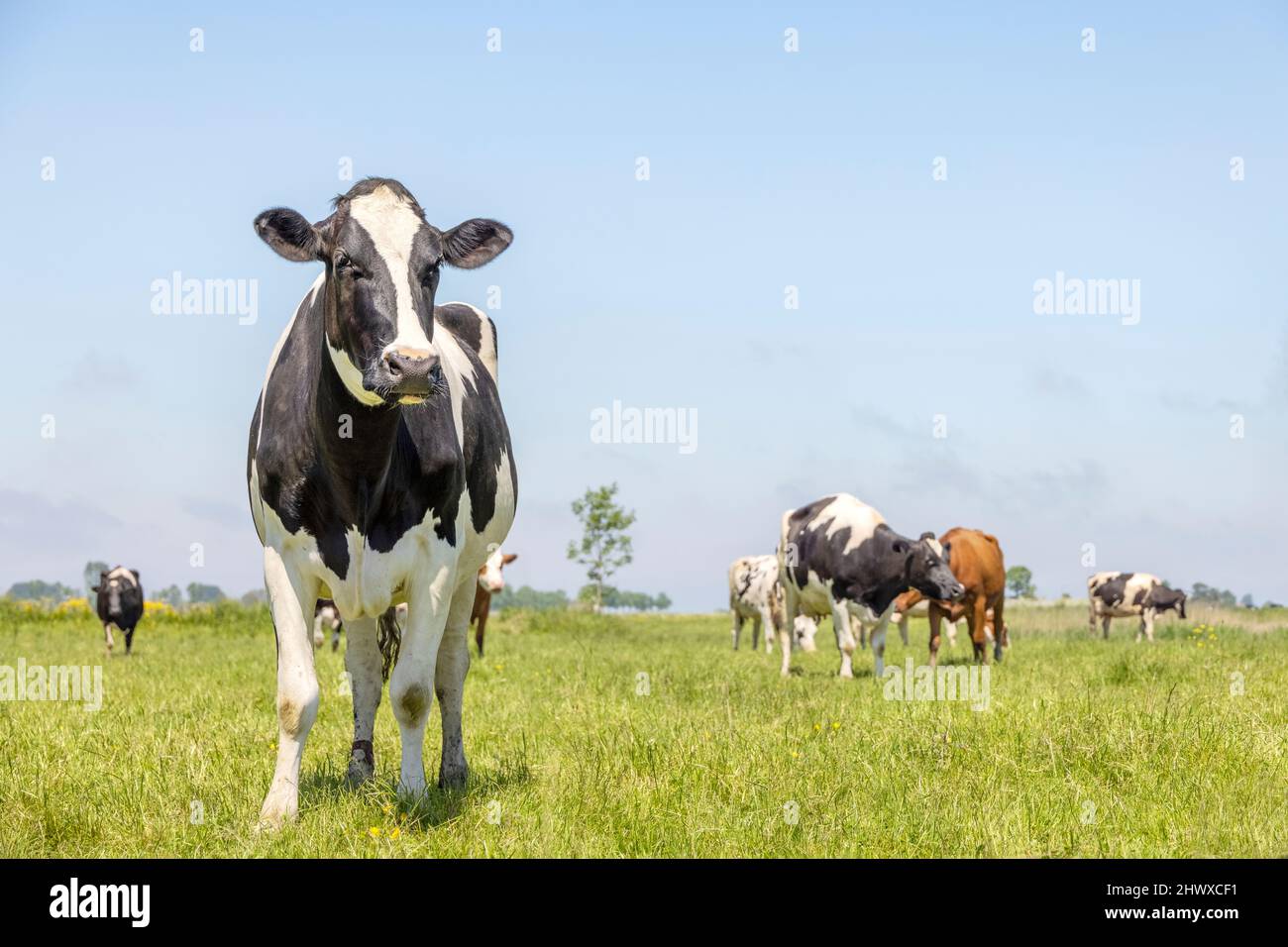 Kühe auf einem Feld, auf einer Weide stehend, schwarz-weiß verträumt aussehend, blauer Himmel, mehr Kühe im Hintergrund, Horizont Stockfoto