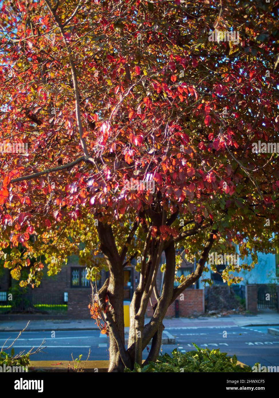 Ein umrahmender, urbaner Kirschbaum in feurigem Laub, der von der Seite durch flüssiges herbstliches Sonnenlicht erleuchtet wird. Stockfoto