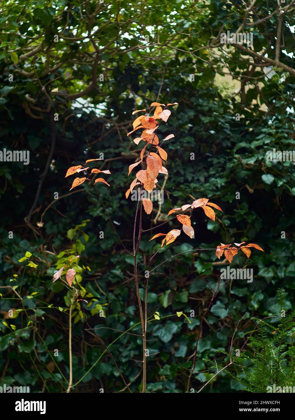 Ein Busch setzt auf einen letzten Stand von lodernder Herbstfarbe, bevor er in Winterruhe in einem heimischen Garten vergeht. Stockfoto