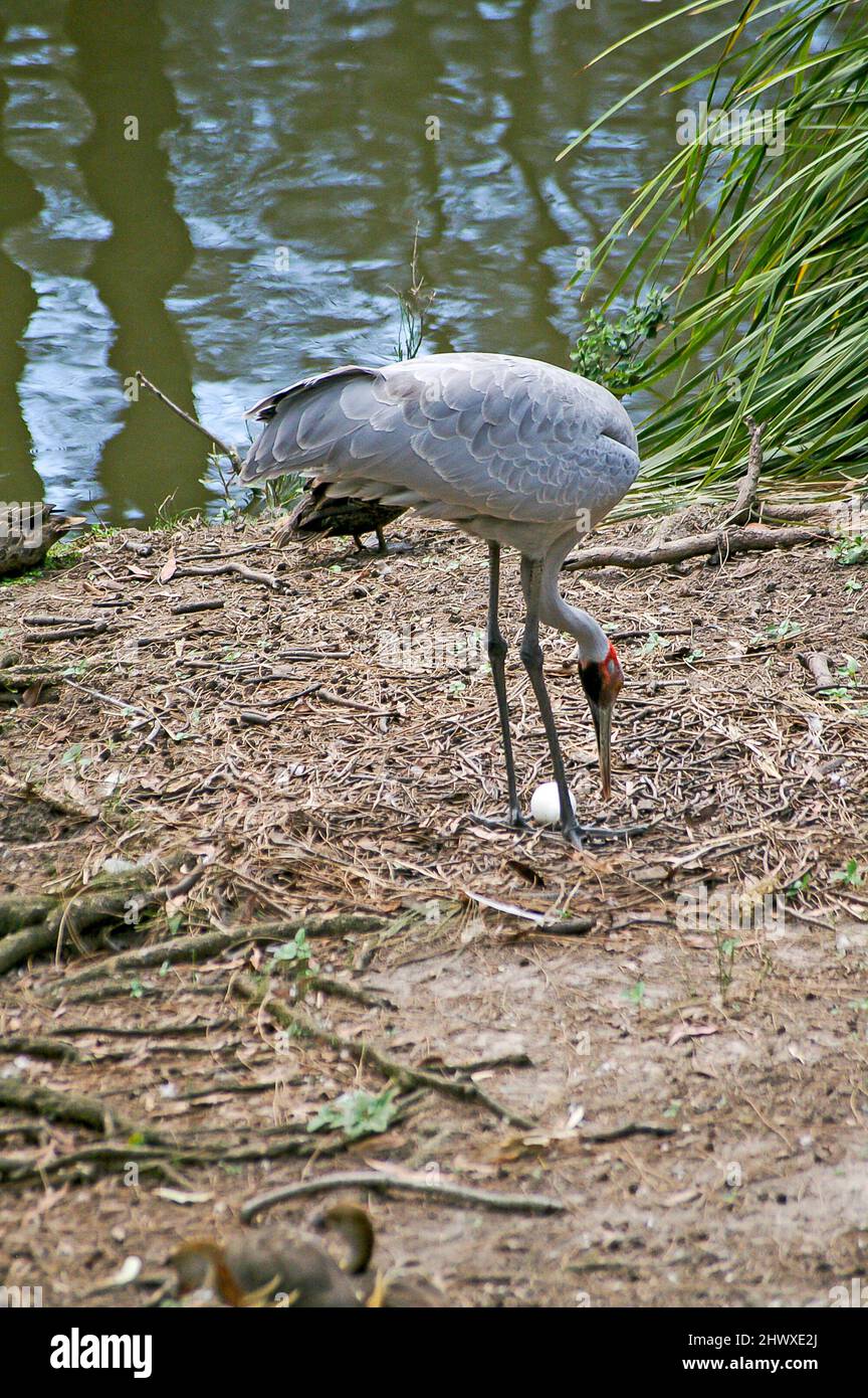 Australischer Brolga, Grus rubicunda, großer grauer Kran, der neben einem einzigen weißen Ei in der Nähe des Wassers steht. Lange Beine, markant roter Kopf. Queensland. Stockfoto