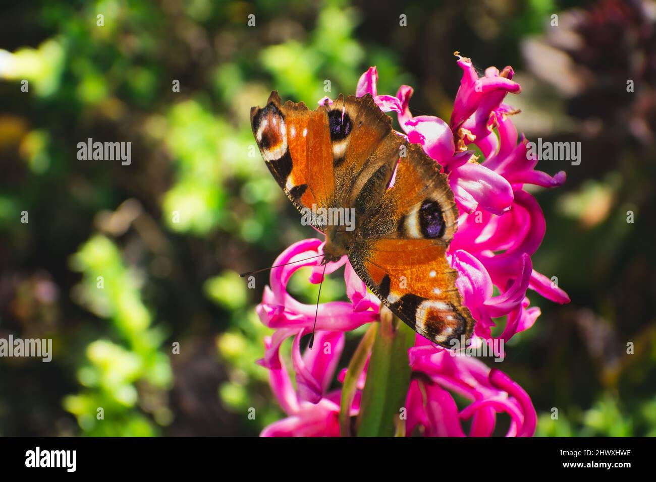 Ein Pfauenschmetterling, der auf einer rosa Blume sitzt Stockfoto