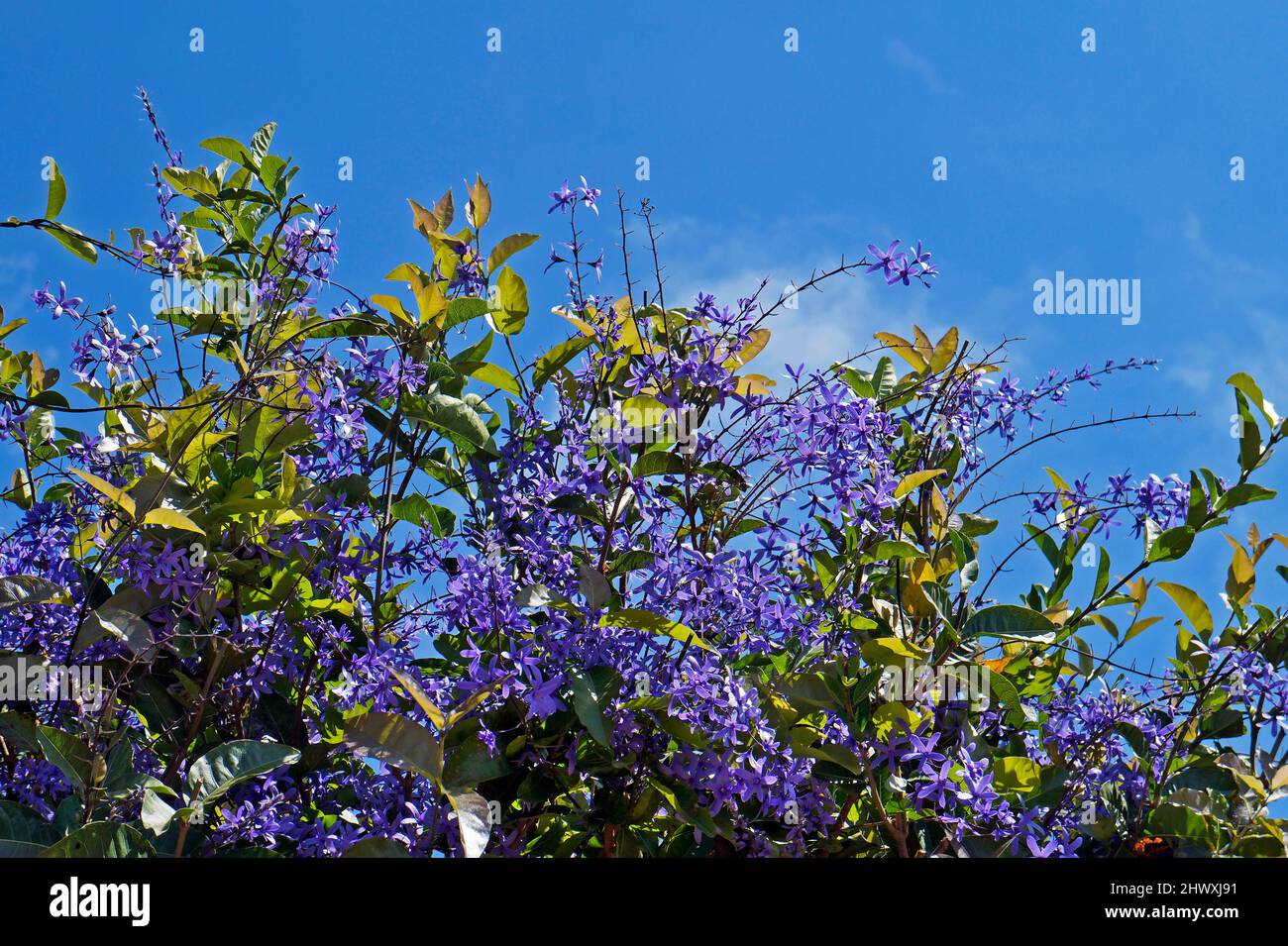 Sandpapier-Weinrebe blüht (Petrea volubilis) in Tiradentes, Brasilien Stockfoto