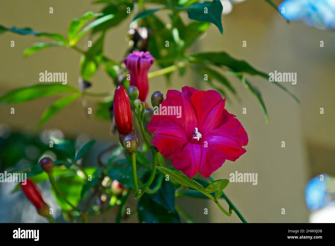 Kardinalschreckblumen (Ipomoea horsfalliae) Stockfoto