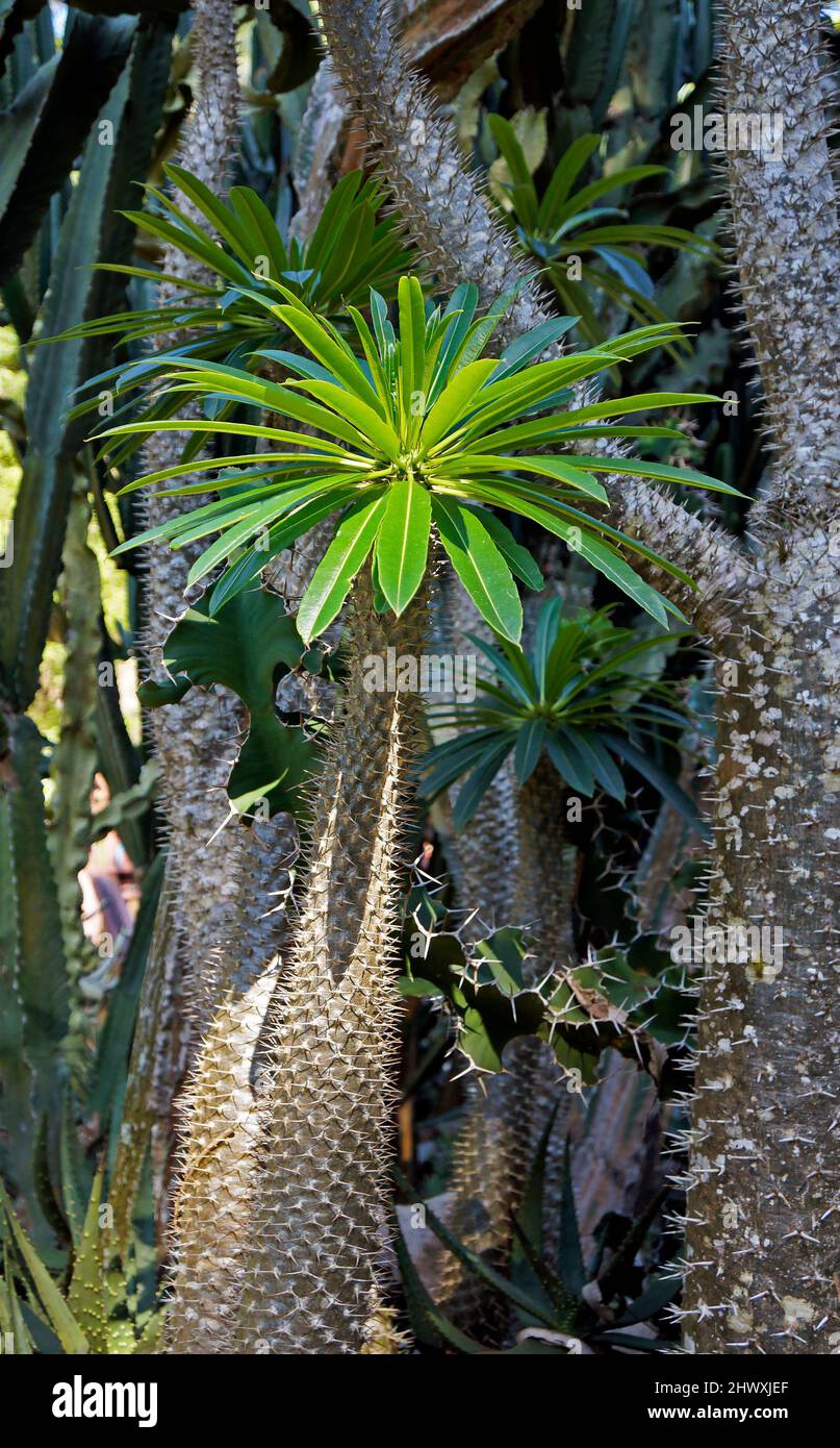 Die Pflanze im Garten (die Pflanze der Ufforbia bupleurifolia) Stockfoto