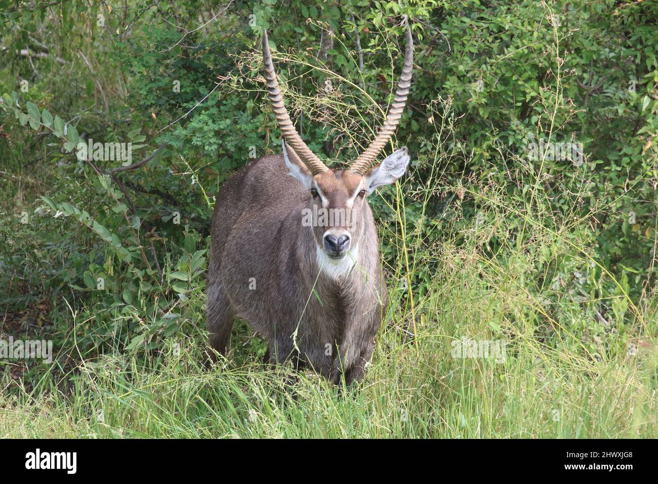 Wasserbock Stockfoto