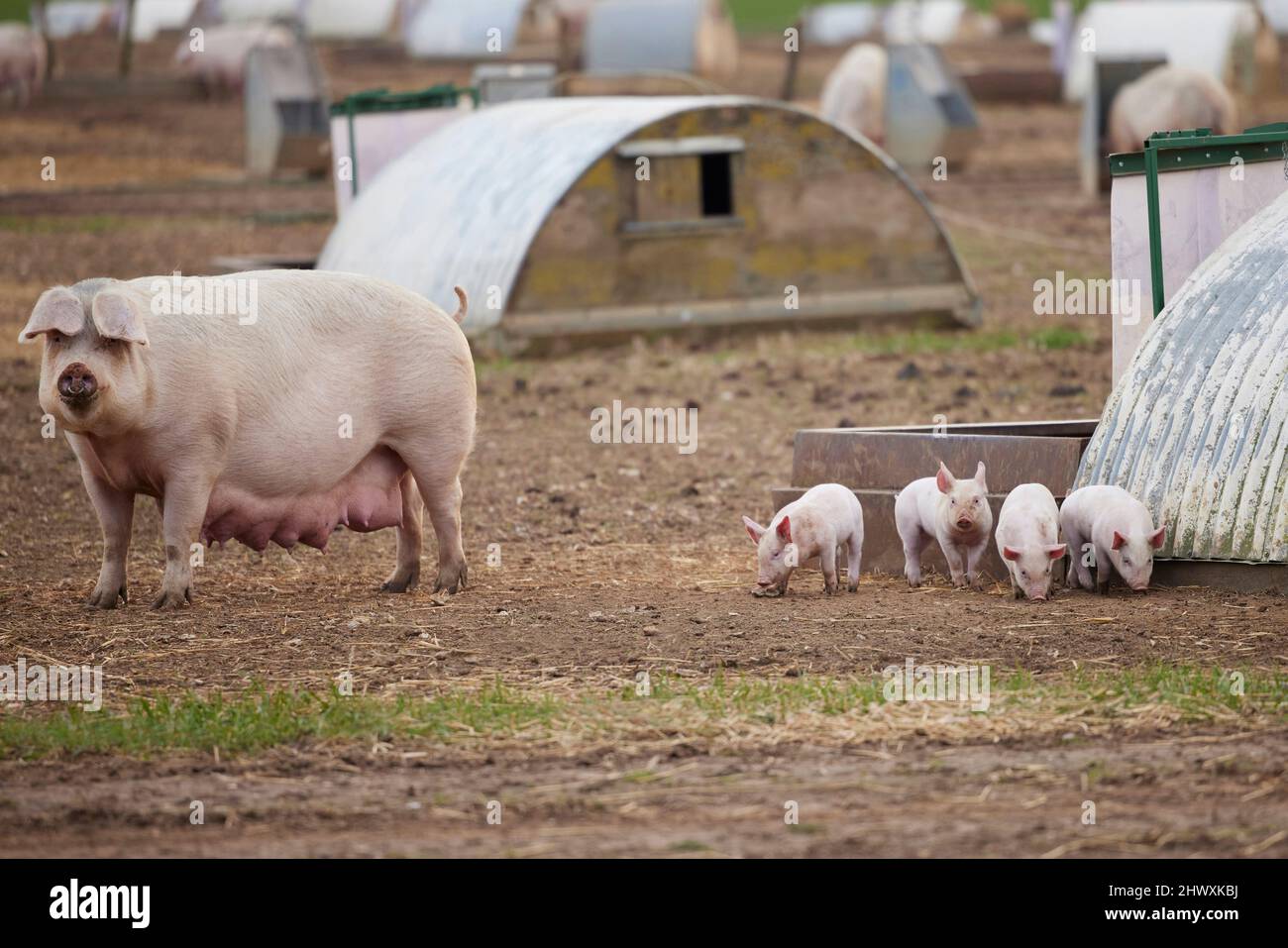 Weibliches Schwein Mit Babyferkeln Im Freien Auf Der Viehfarm Stockfoto