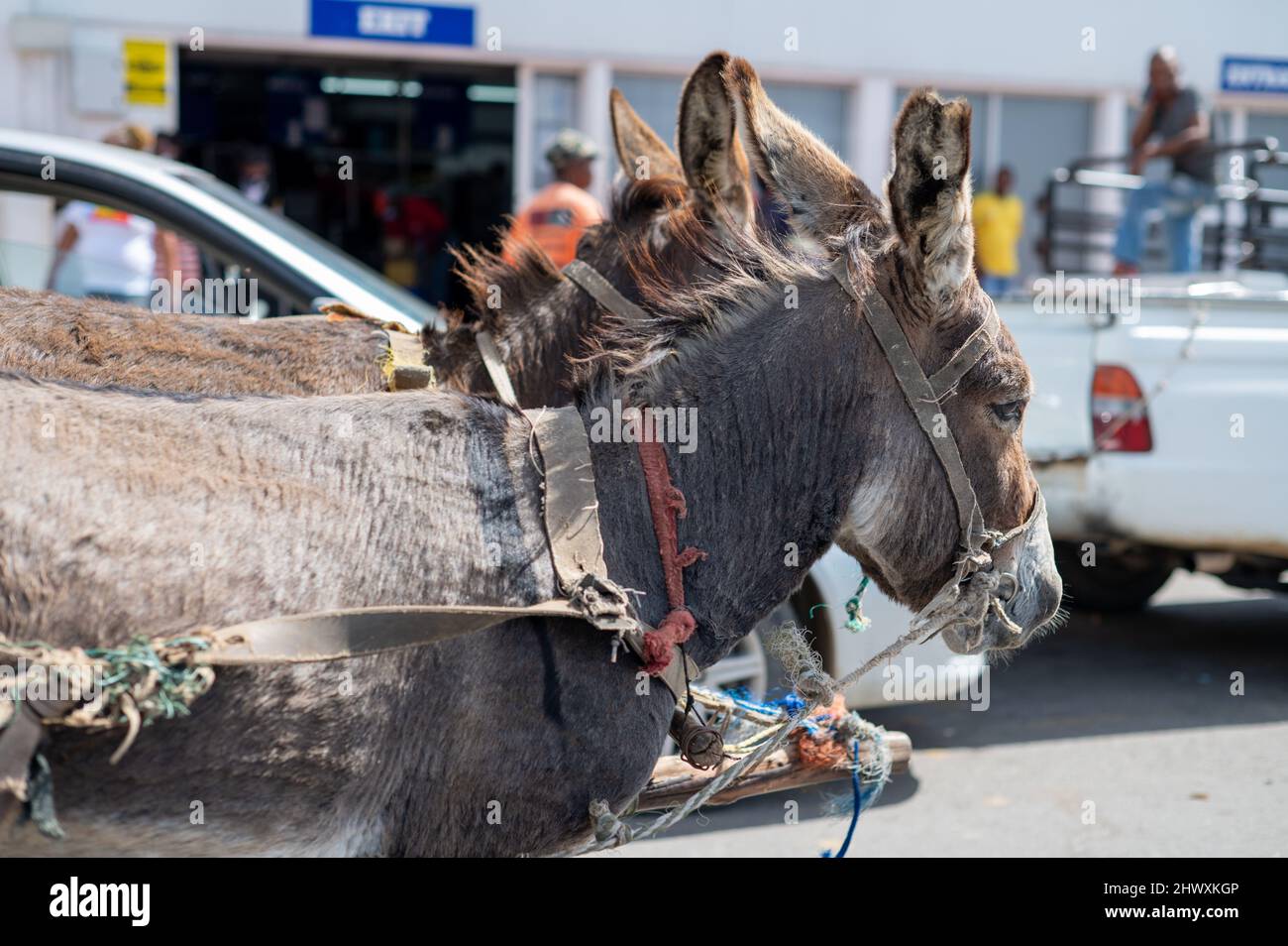 Esel zieht einen Wagen in die Straße Stockfoto