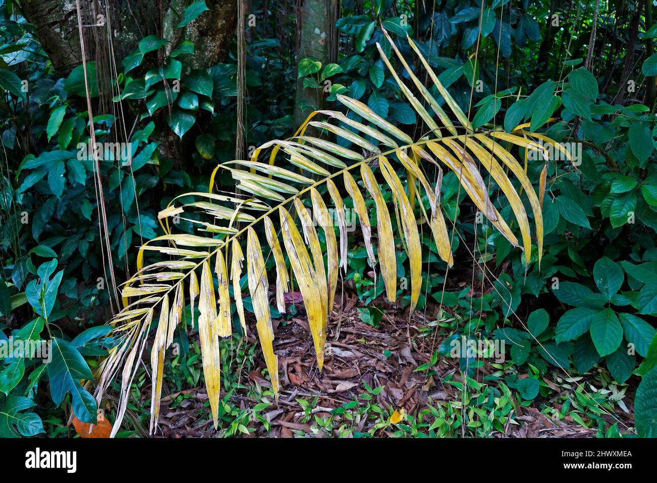 Gelbes Palmenblatt auf tropischem Regenwald Stockfoto