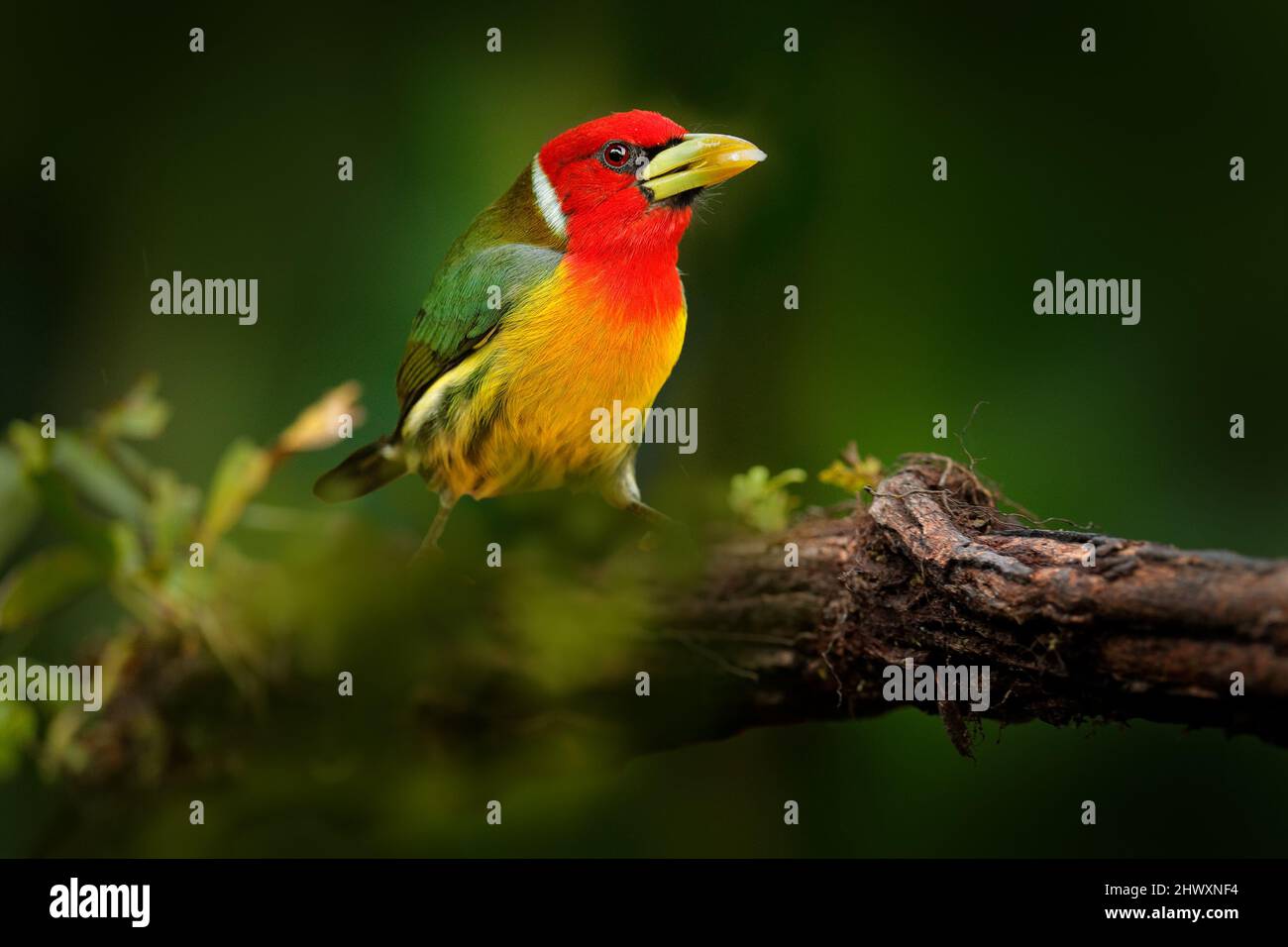 Tropisches Barbet im Wald. Rotkopfbarbet, Vera Blanca, Costa Rica, exotischer grauer und roter Bergvogel, Wildlife-Szene aus der Natur. Vogelbeobachtung in S Stockfoto