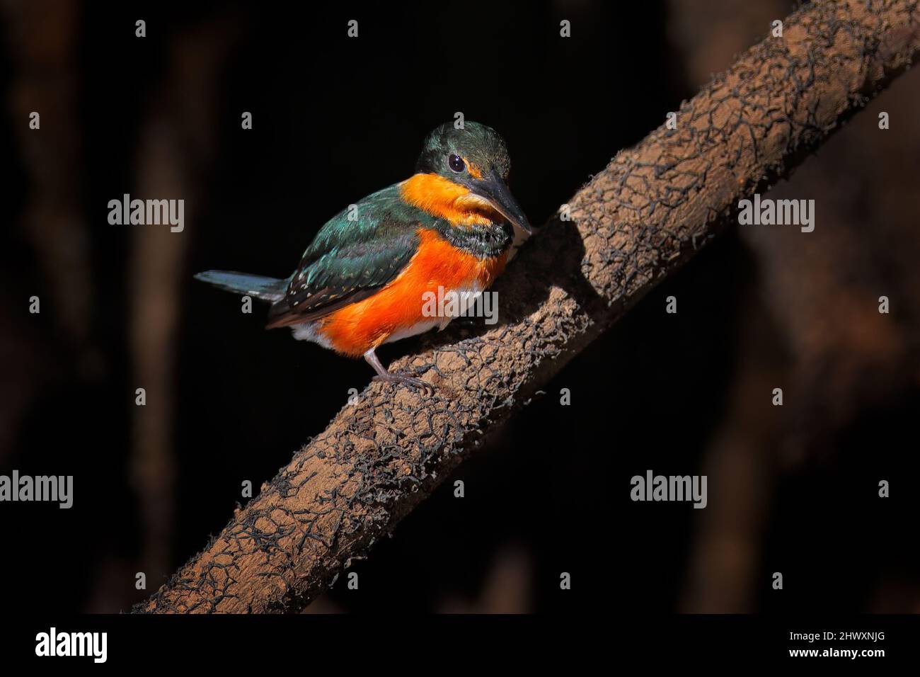 Amerikanischer Zwergkönigsfischer, Chloroceryle aenea, in der Nähe des Wassers. Grüner und weißer Vogel, der auf dem Ast sitzt. Eisvögel in der Natur Lebensraum in Costa R Stockfoto