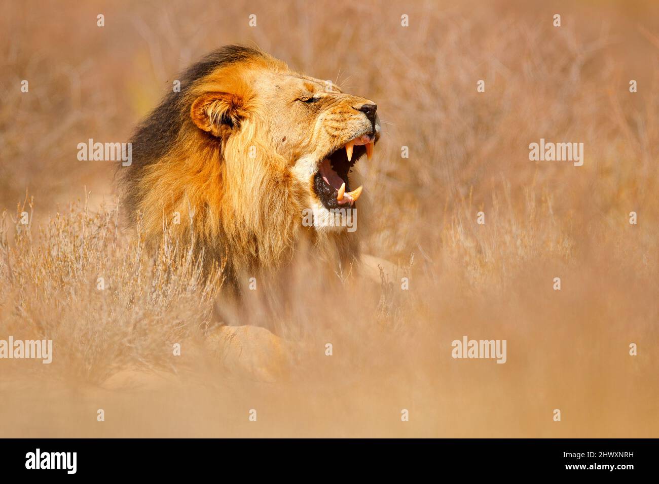 Afrikanischer Löwe. Kgalagadi schwarzer Mähne Löwe. African Danger Animal, Panthera leo, Detail von Big, Botswana, Afrika. Katzen im natürlichen Lebensraum. Wilde Katze im Stockfoto