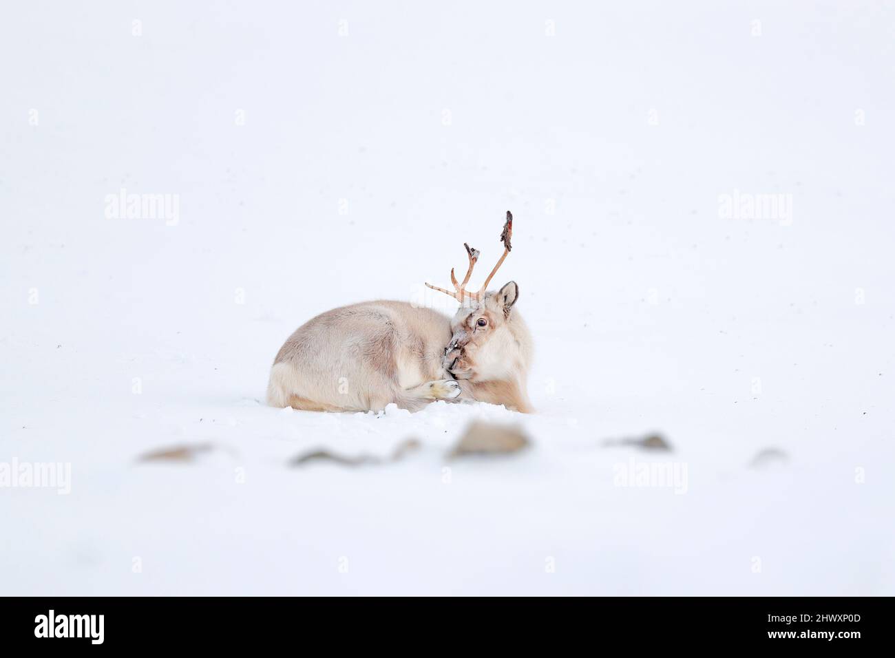 Wildes Rentier, Rangifer tarandus, mit massiven Geweihen im Schnee, Svalbard, Norwegen. Svalbard caribou, Wildlife-Szene aus der Natur, Winter in der Actic. W Stockfoto