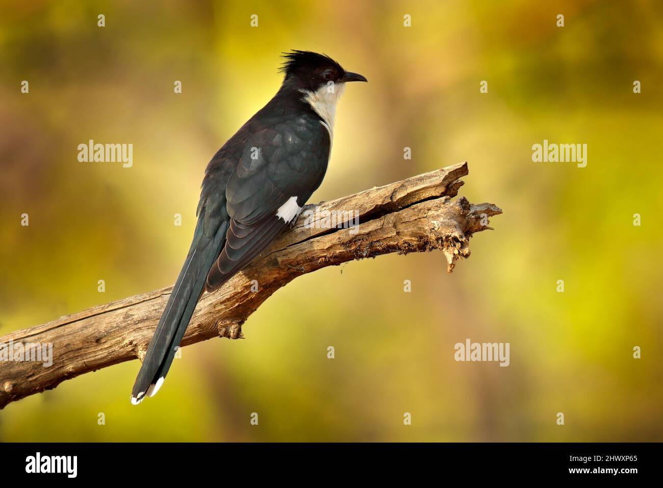 Jakobinkuckuck, Clamator jacobinus, schwarz-weißer Vogel, der auf dem Ast in der Natur sitzt, Rathambore NP, Indien in Asien. Kuckuck im Vordergrund Stockfoto