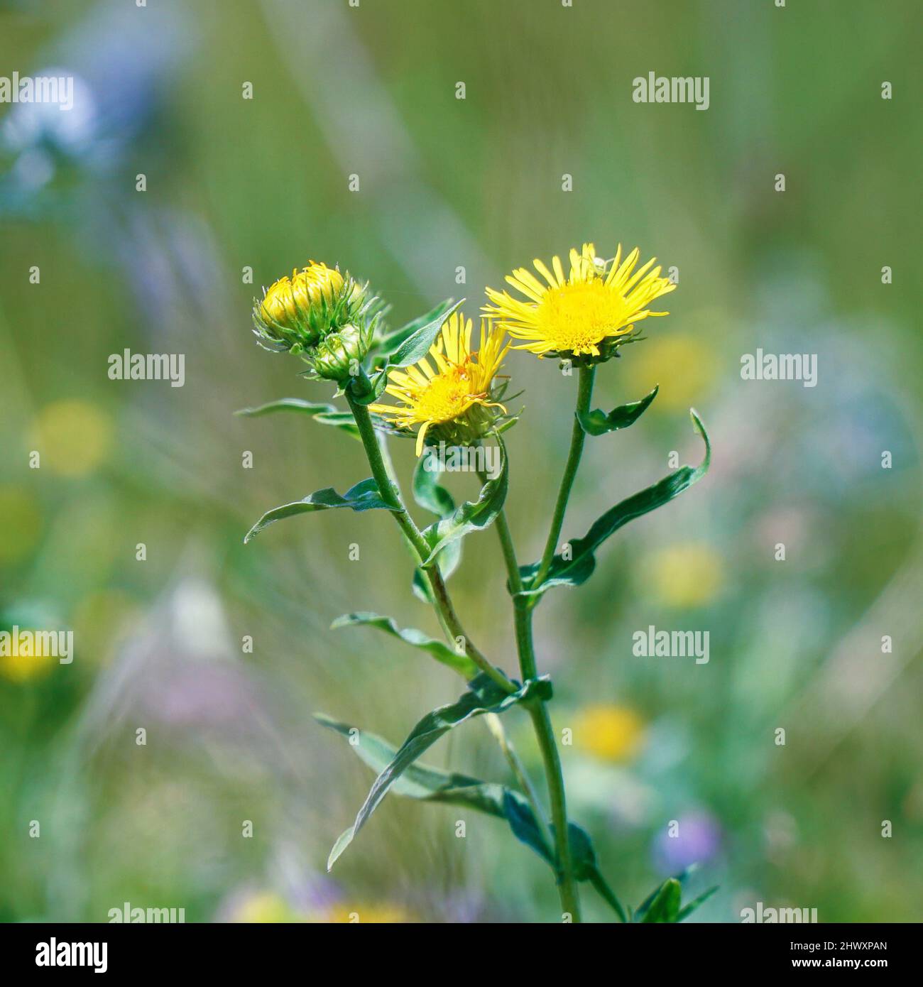 Gelbe Blüten von Elektampan auf einem natürlichen Hintergrund. Inula helenium Stockfoto
