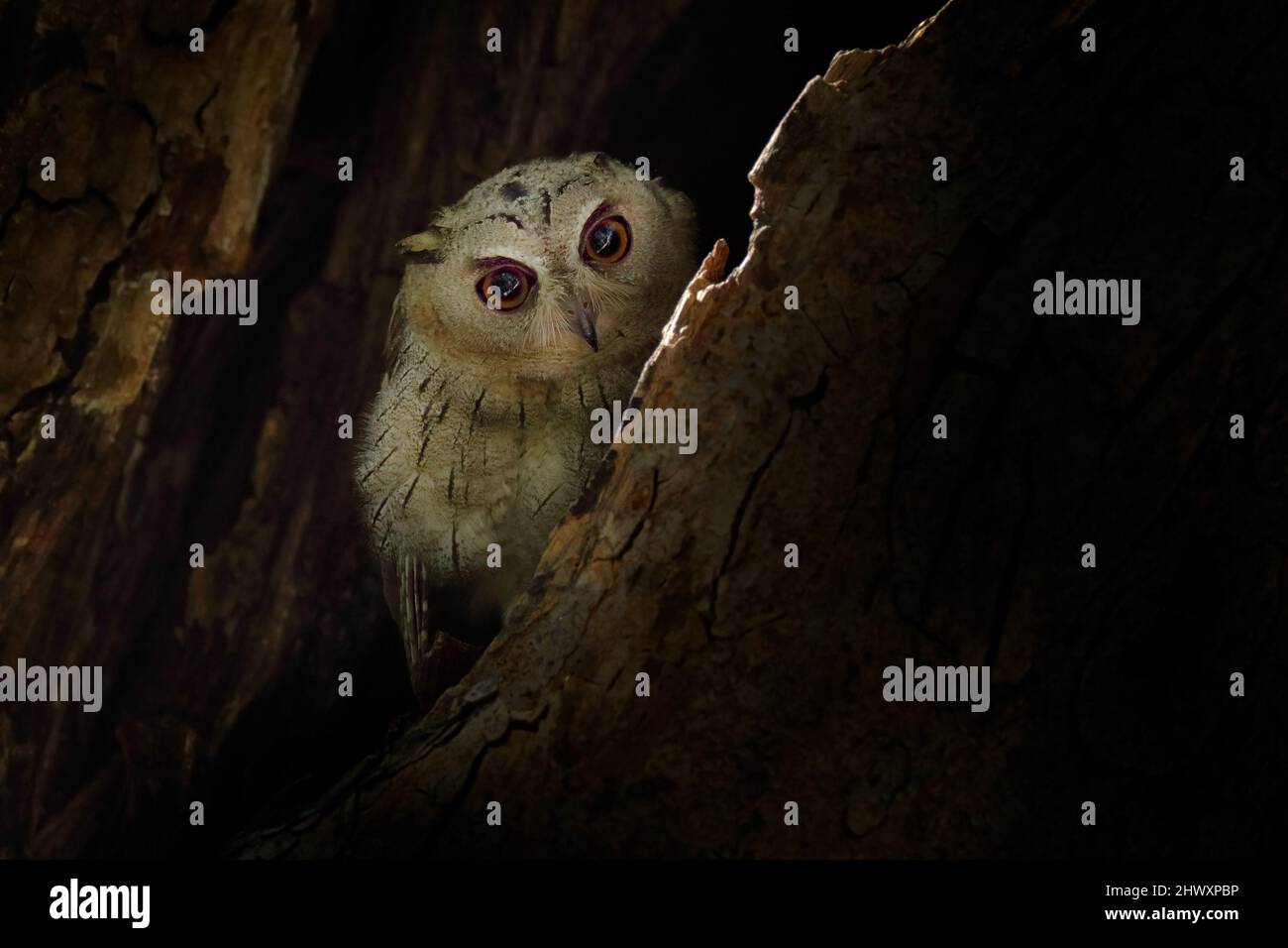 Willdife Indien. Indische Scheule, Otus bakkamoena, seltener Vogel aus Asien, versteckt im Baum. Vogel aus Indien. Fischeule, die im dunklen gree auf dem Baum sitzt Stockfoto