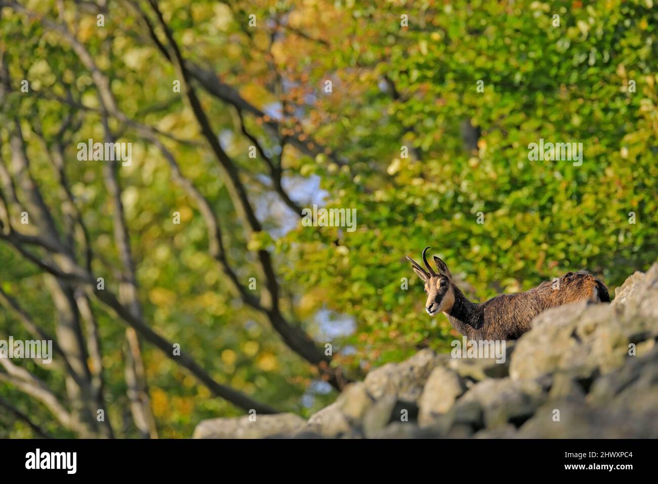 Gämsen, Rupicapra rupicapra, auf dem felsigen Hügel, Wald im Hintergrund, Studenec Hügel, Tschechische Republik. Wildtierszene mit Horntier, Gämsen. Wald Stockfoto