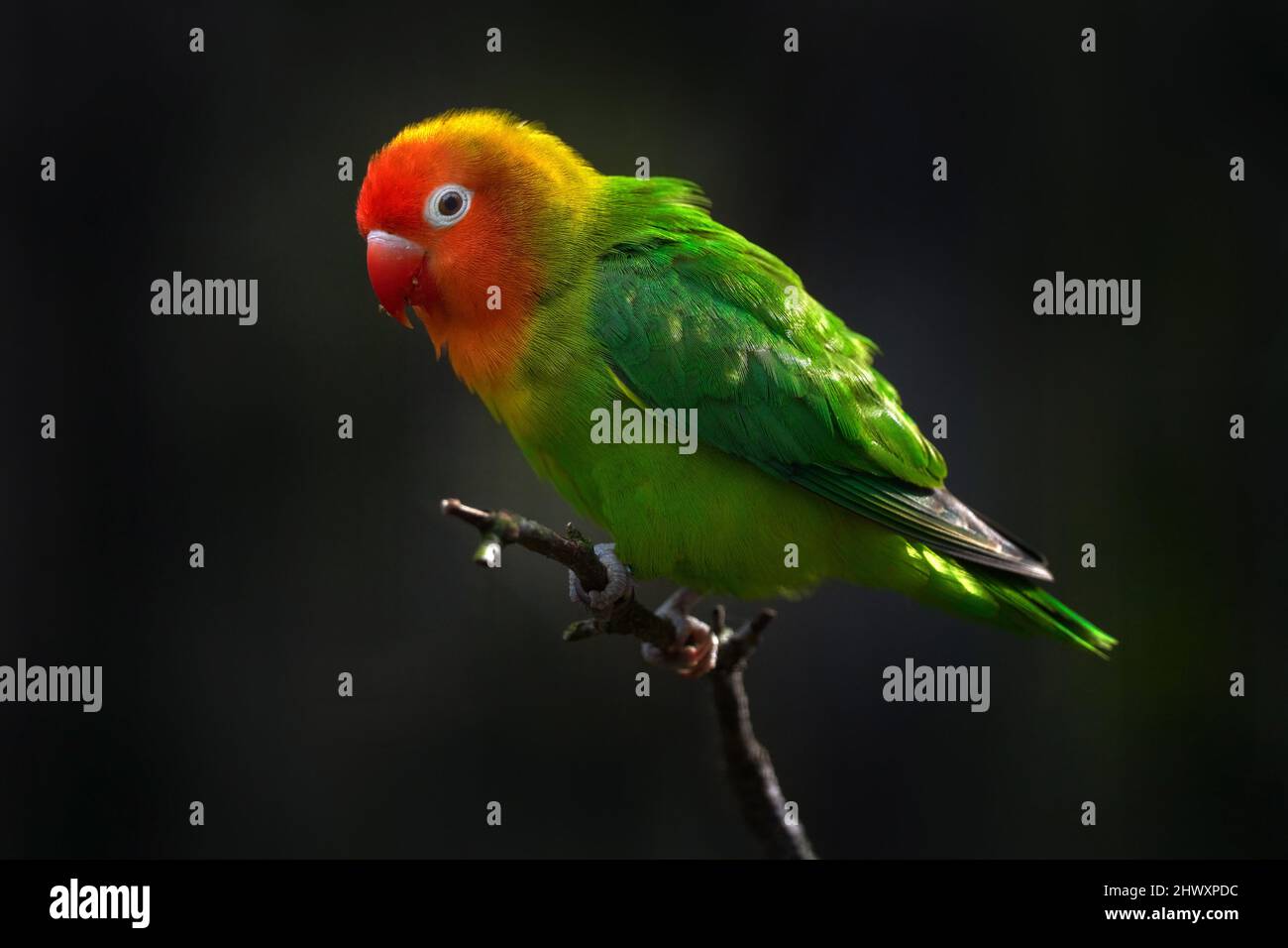 Lilian's Nyasa-Liebling, Agapornis lilianae, grün rot grün kleiner Papagei, der auf dem Ast im dunklen Tropenwald sitzt. Vogel im Lebensraum, Sambia Stockfoto