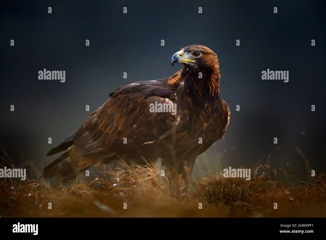 Porträt des Goldenen Adlers, sitzend im braunen Gras. Wildlife-Szene aus der Natur. Sommertag auf der Wiese. Brauner großer Greifvogel, der im Gras versteckt ist Stockfoto