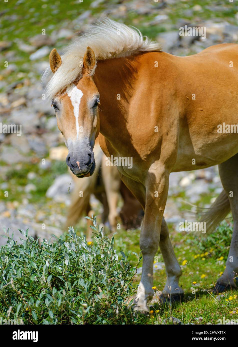 Haflinger Pferd auf seiner Alm (Schiling) in den Ötztaler Alpen (Obergurgl, Rotmoostal). Europa, Österreich, Tirol Stockfoto