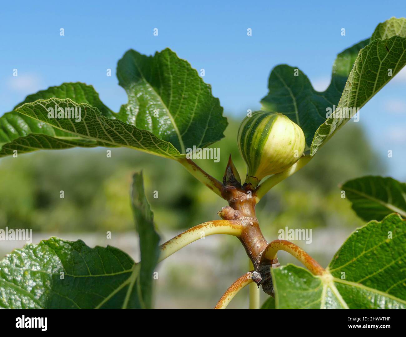 Nahaufnahme einer unreifen Feigenfrucht in sonniger Atmosphäre Stockfoto