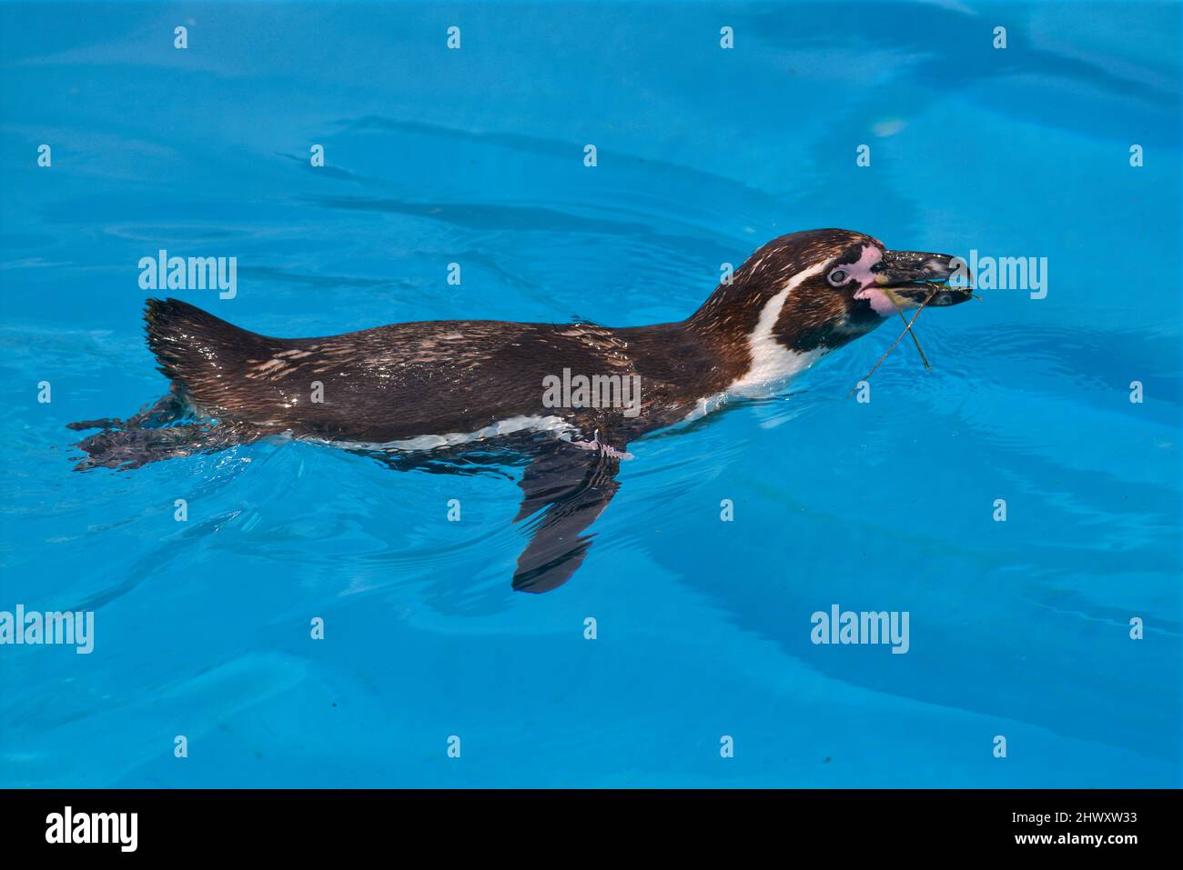 Der Humboldti-Pinguin (Spheniscus humboldti) schwimmt von oben gesehen auf blauem Wasser Stockfoto