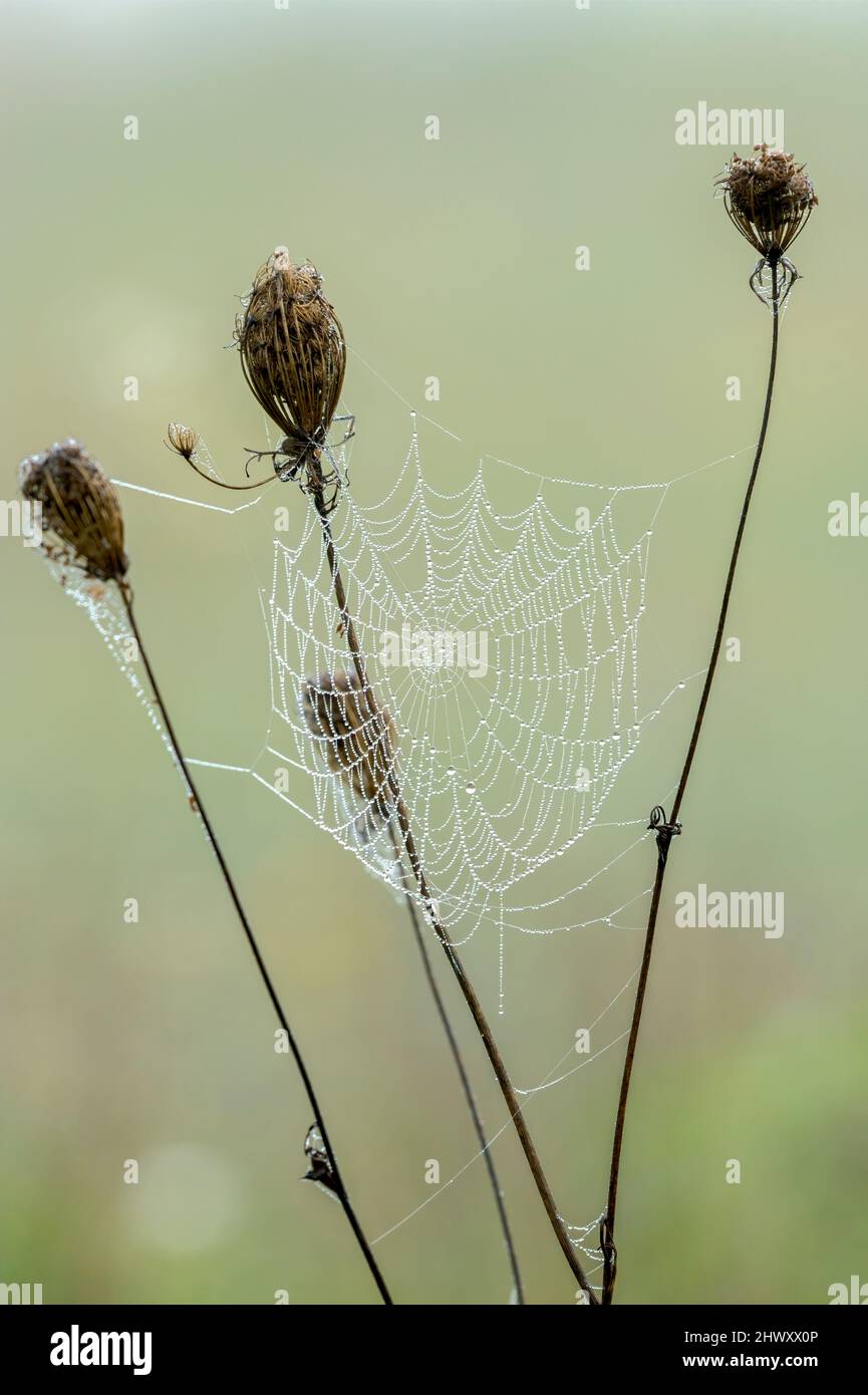Gras mit trockenen Blumen auf der Wiese, Morgentau tropft auf einem Spinnennetz. Unscharfer natürlicher Hintergrund, Tapete. Speicherplatz kopieren. Stockfoto