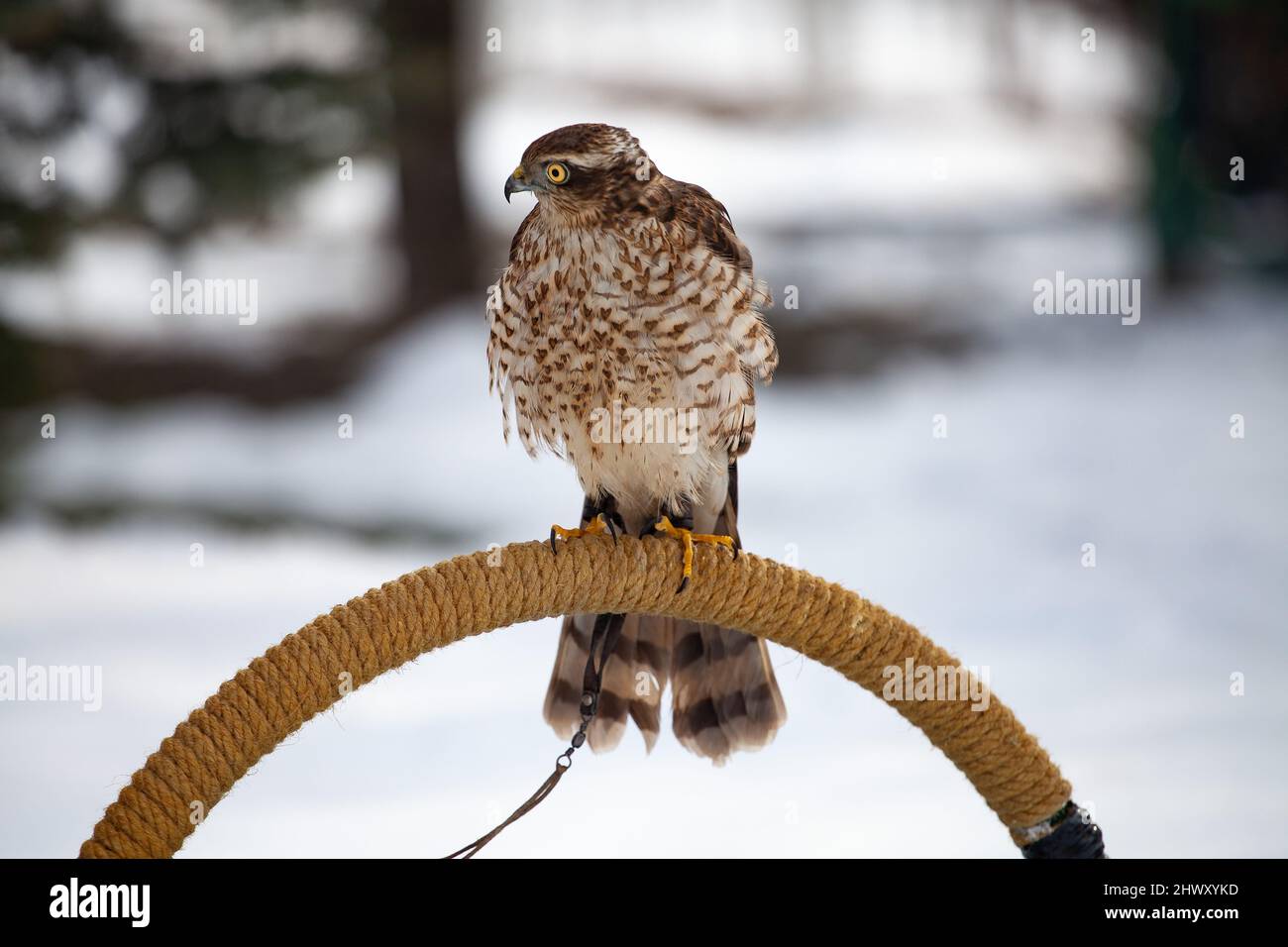 Falknerei ist ein alter Sport als Menschheit. Sparrowhawks werden in der Falknerei häufig verwendet. Sparrowhawk ist eines der kleinsten Mitglieder der Accipitridae-Familie Stockfoto