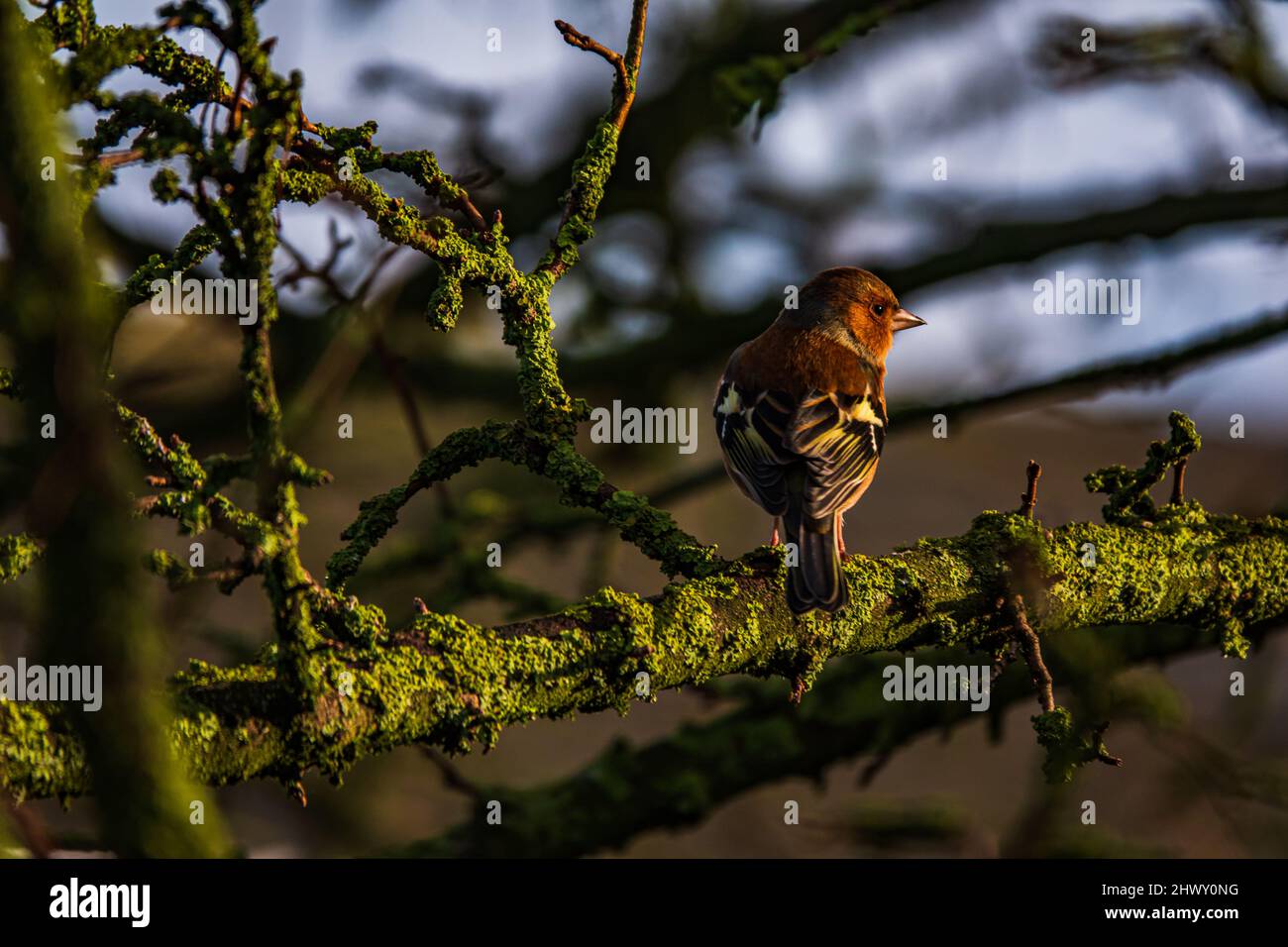 Ein gewöhnlicher Chaffinch thronte an einem Wintertag in einem Baum Stockfoto