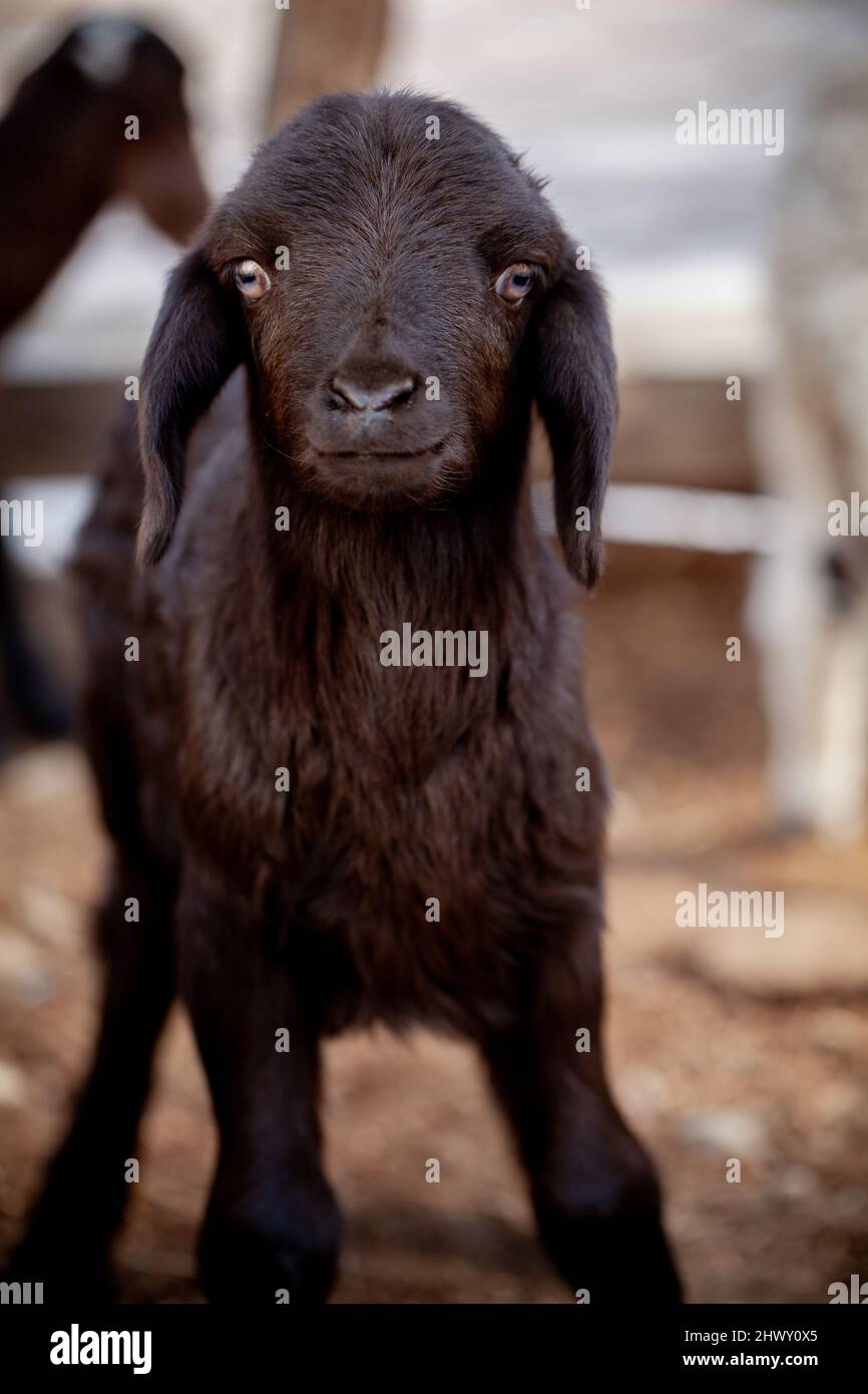 Porträt eines neugeborenen braunen Lammes. Ein einziges braunes neugeborenes Lamm. Stockfoto