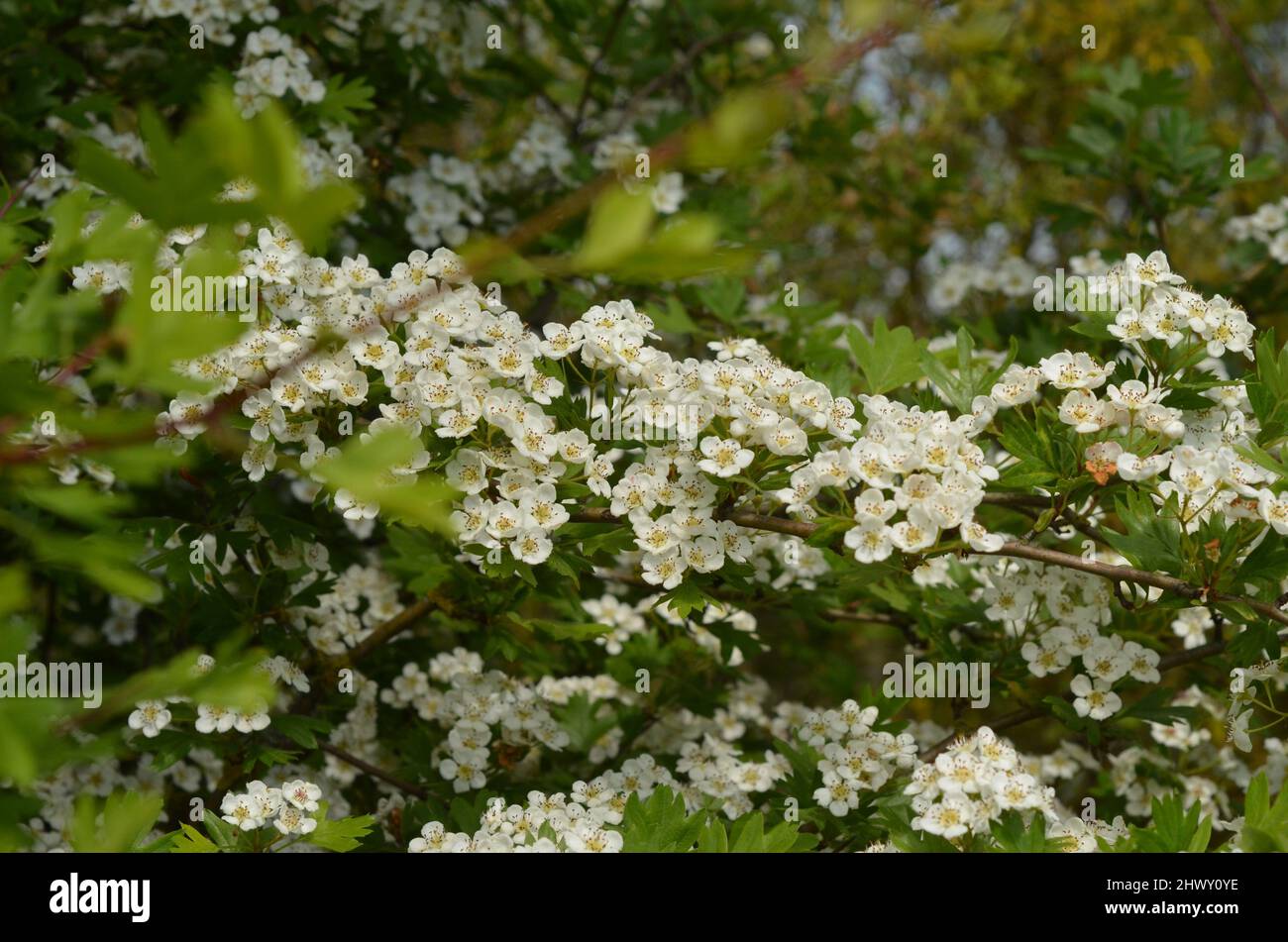 Weißdorn Blüte ; Weißdorn blüht Stockfoto