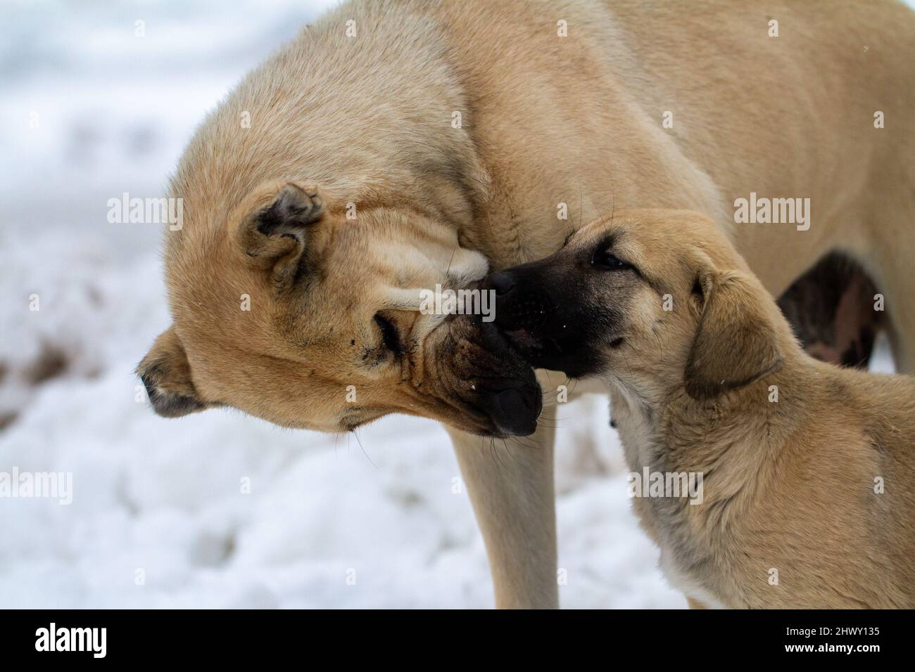 Zwei türkische Schäferhunde auf dem Schnee. Mutter und ihr Sohn auf dem Schnee. Türkischer Schäferhund Kangal. Stockfoto