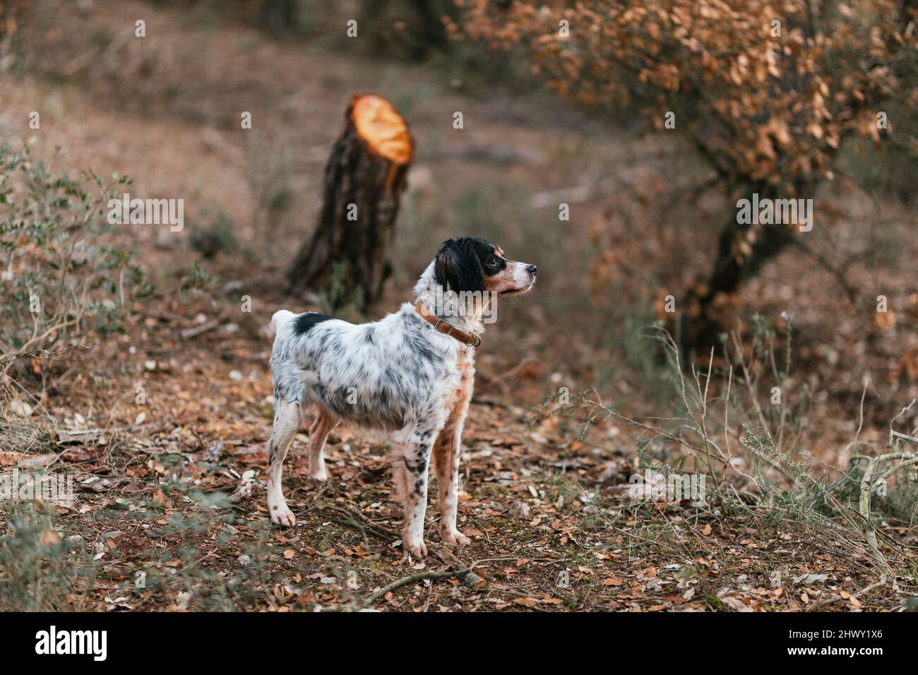 Reinrassig Hund im Kragen im Herbstwald Stockfoto