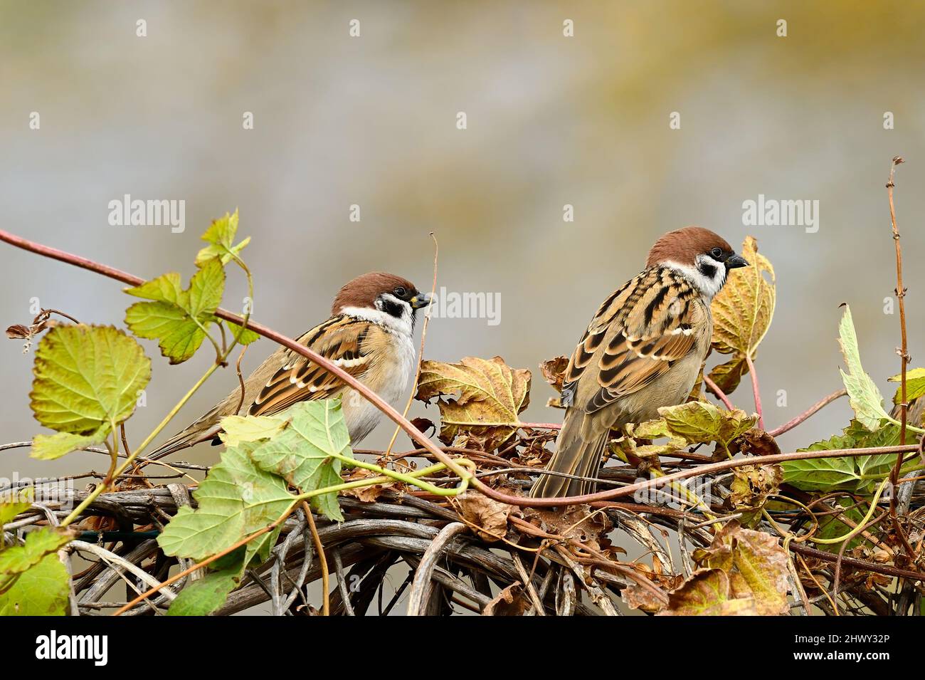 Zwei Spatzen auf der Suche nach Nahrung auf einer Hecke von Kletterreben. Gattung Passer montanus. Unscharfer Hintergrund, Kopierbereich. Stockfoto