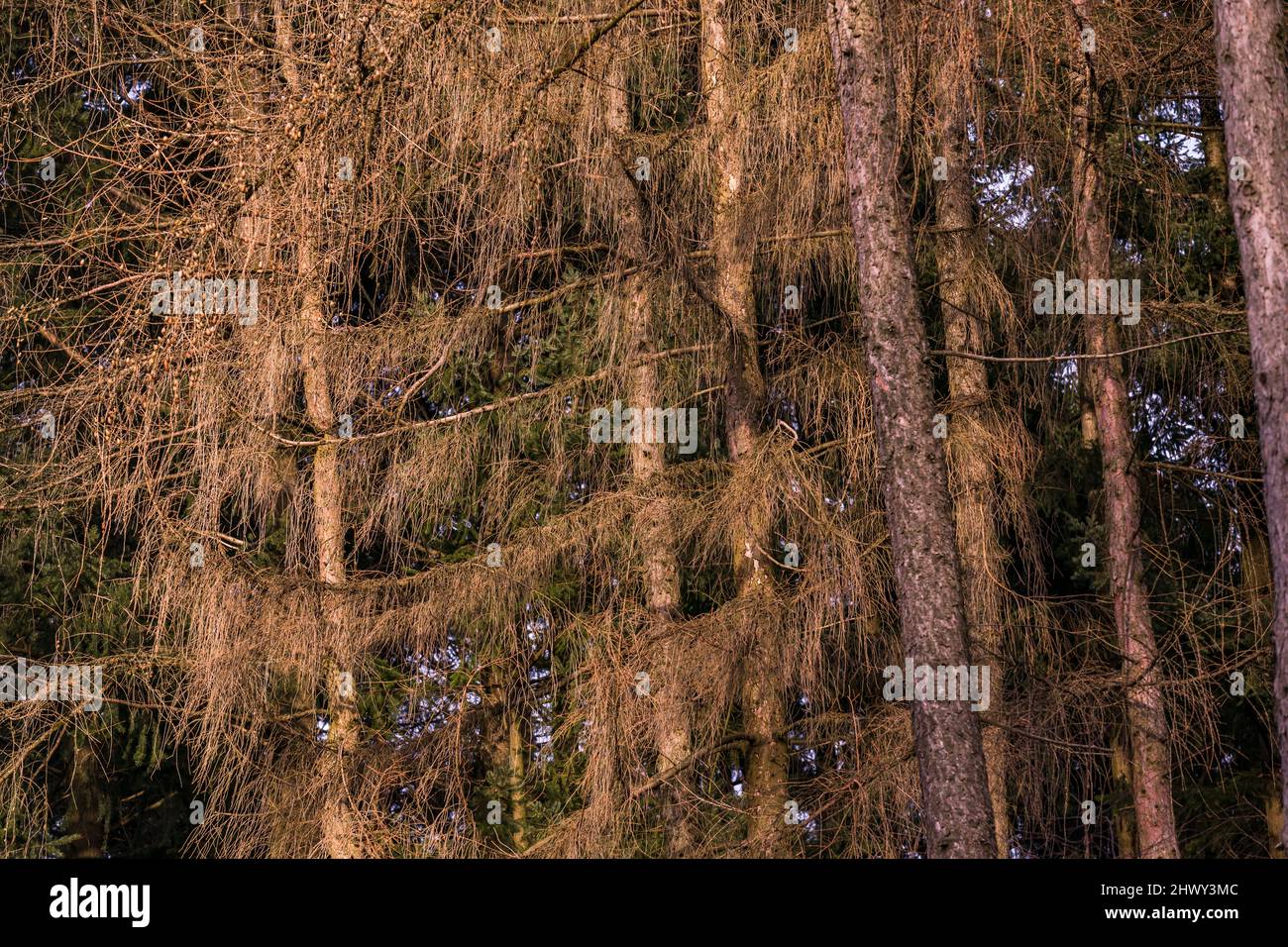 Der Waldsterben im deutschen Wald spiegelt sich in toten Ästen und Nadeln wider Stockfoto